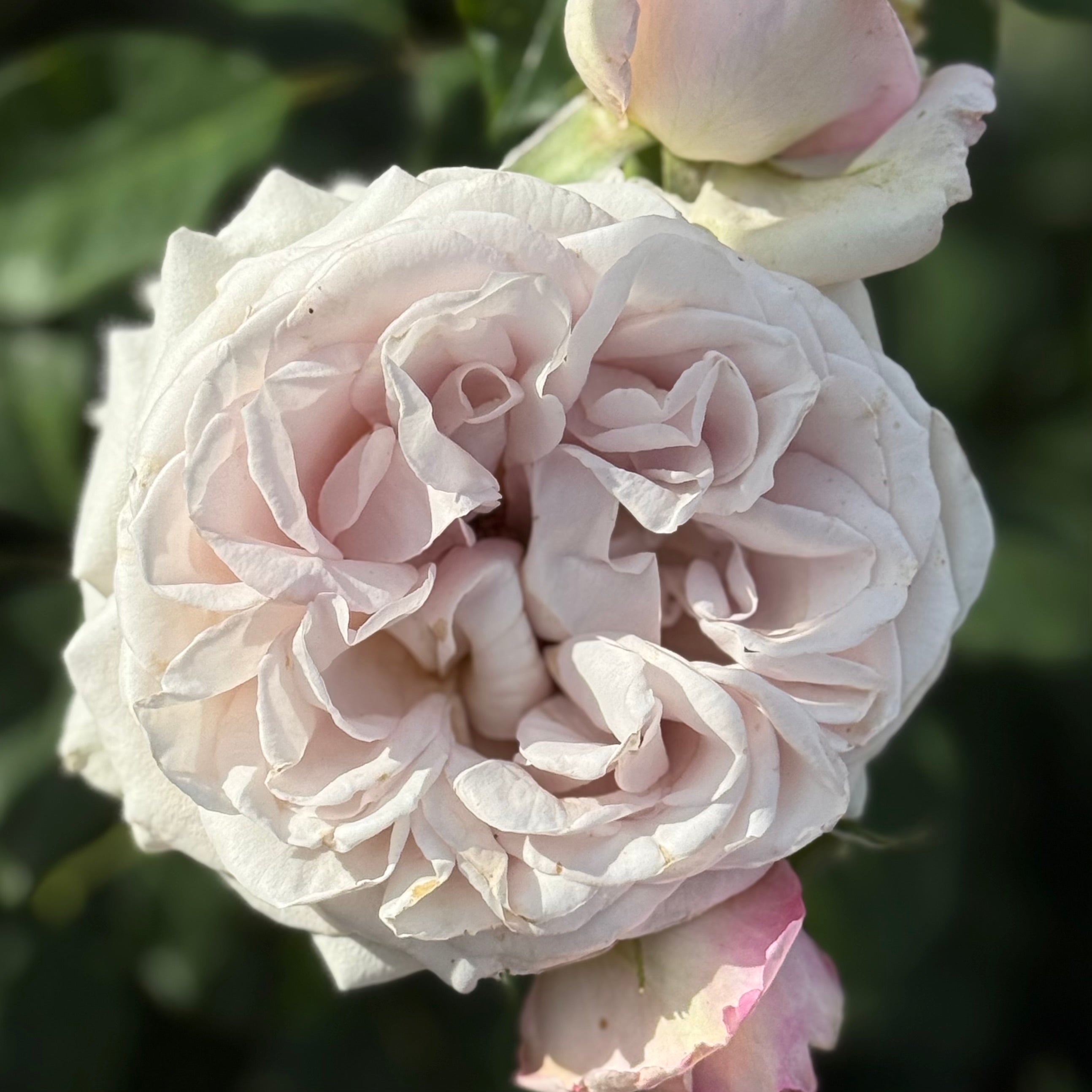 Silver Lining™ Potted Rose Bush