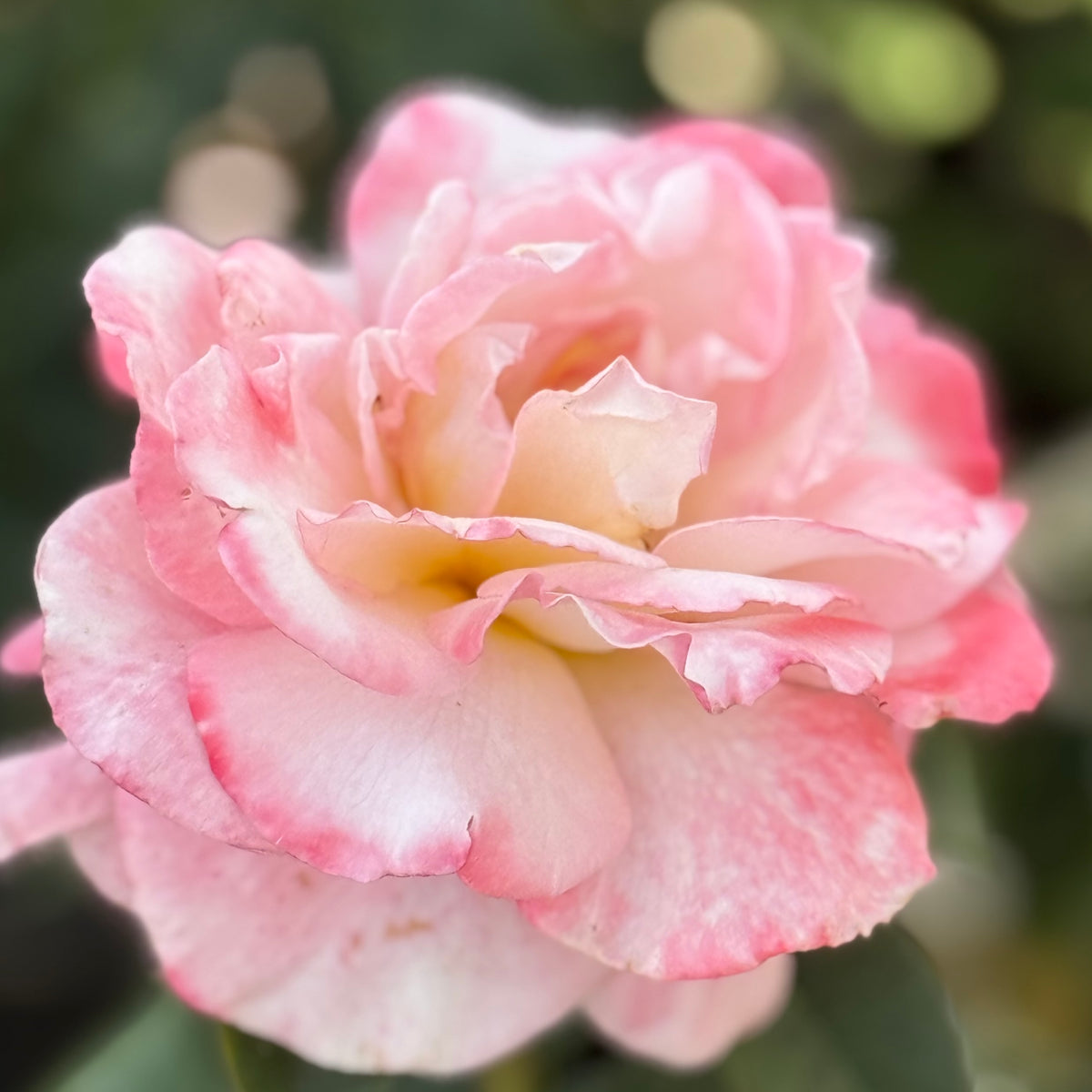 Secret™ Bare Root Rose Bush