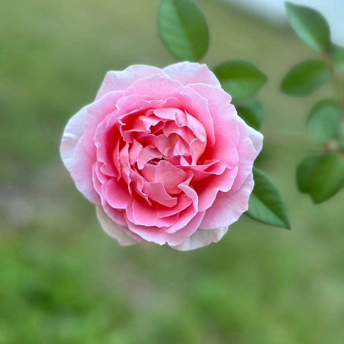 A close-up of a blooming pink rose with layered petals and green leaves against a soft, blurred green background.