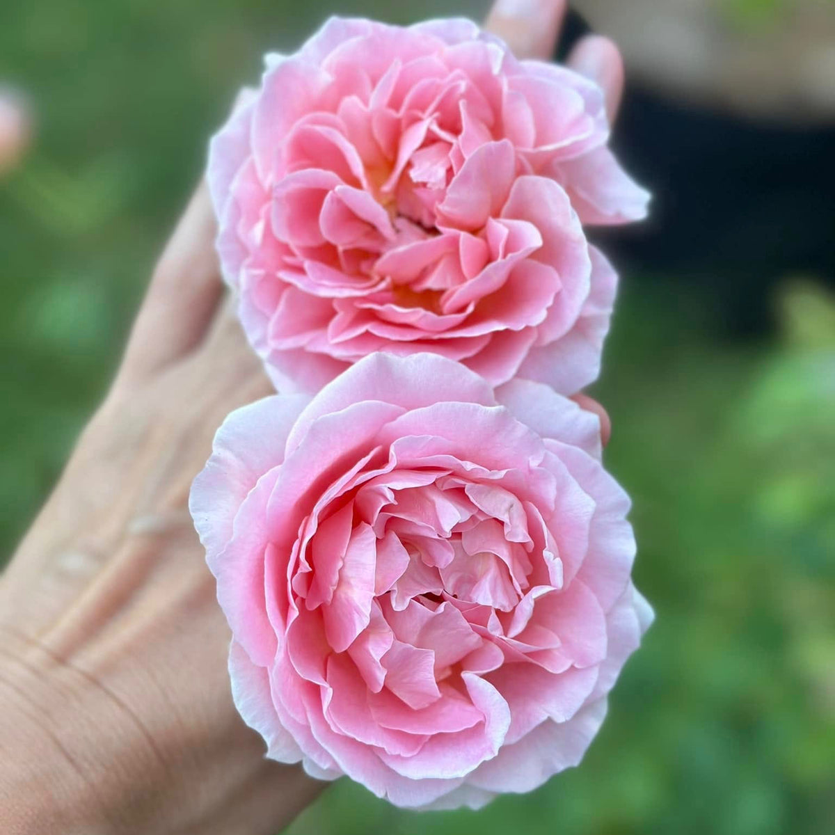 April Love Potted Rose Bush