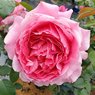 True Bloom® True Inspiration Potted Rose Bush
