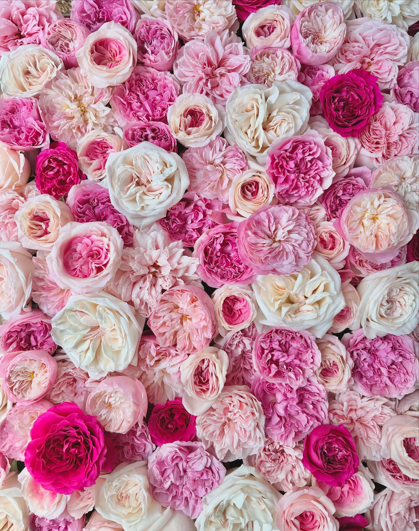 social post by gracerosefarm