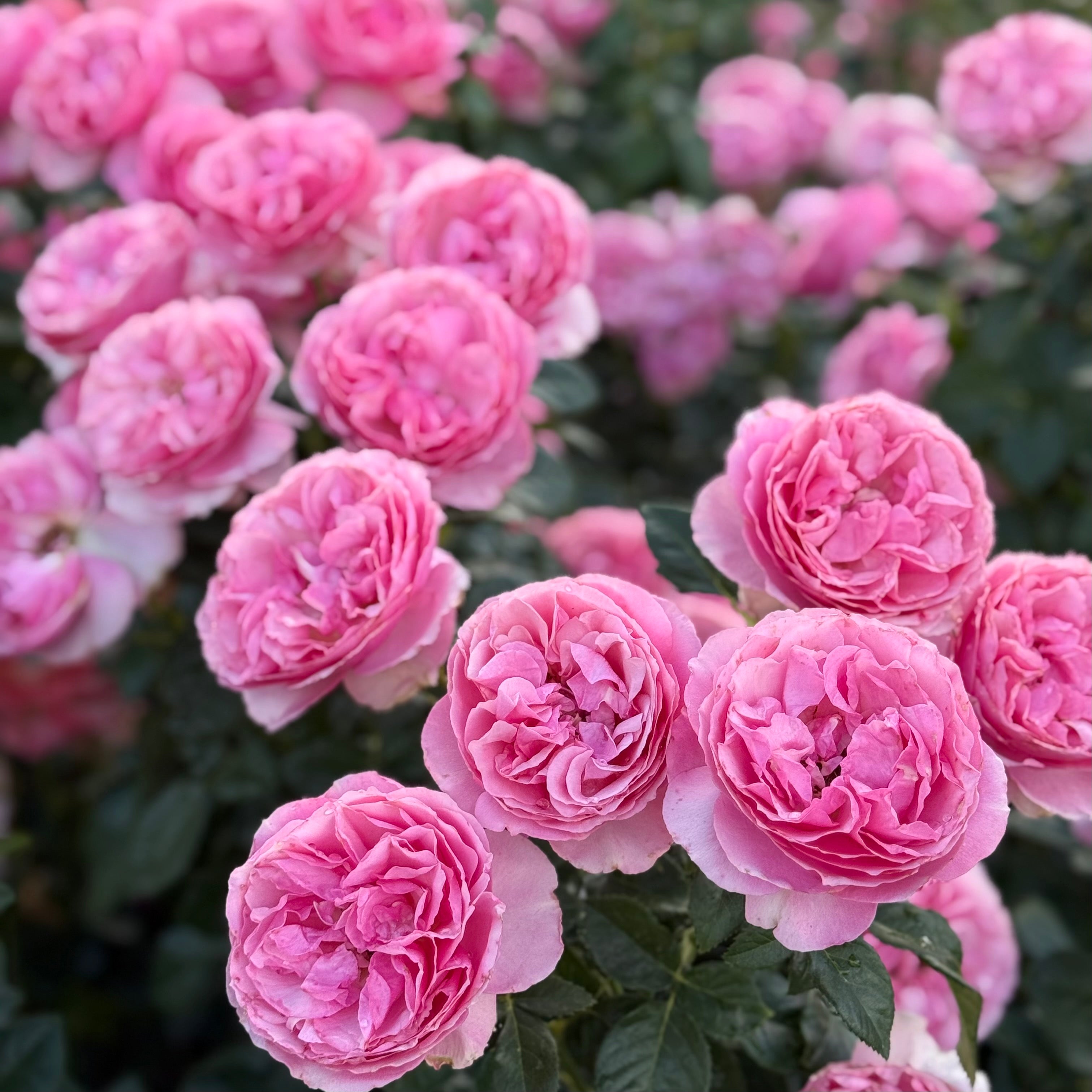 All Dressed Up™ Potted Rose Bush