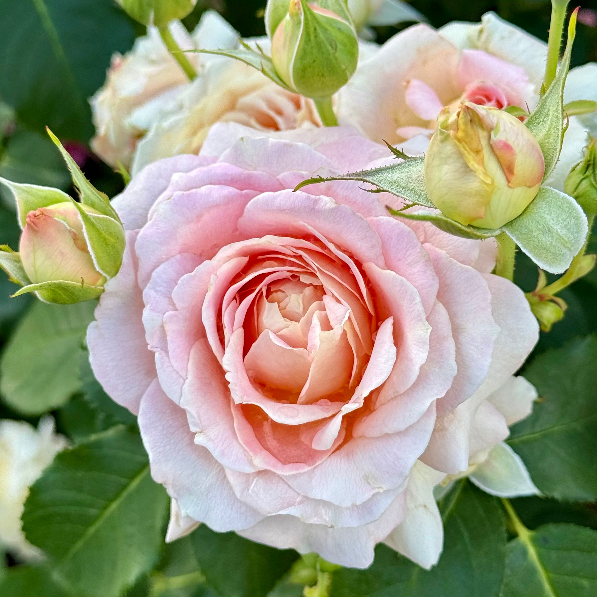 Fun in the Sun™ Potted Tree Rose