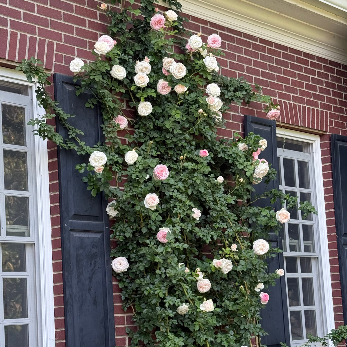 Eden Climber® Bare Root Climbing Rose