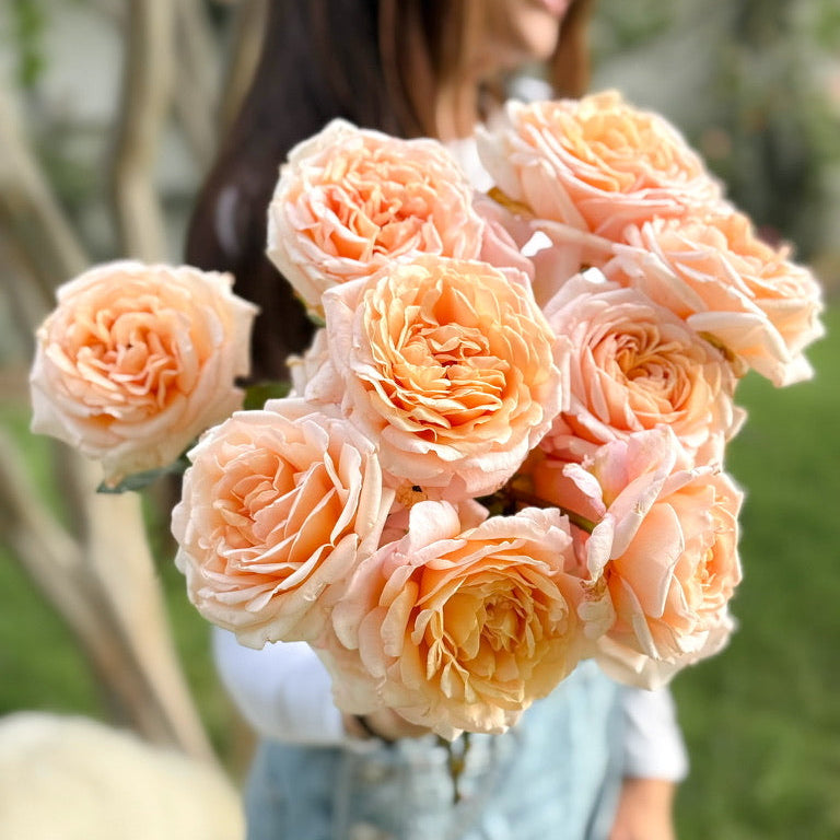 Parfuma® Sunrise (a.k.a. Sespe Sunrise) Bare Root Rose Bush