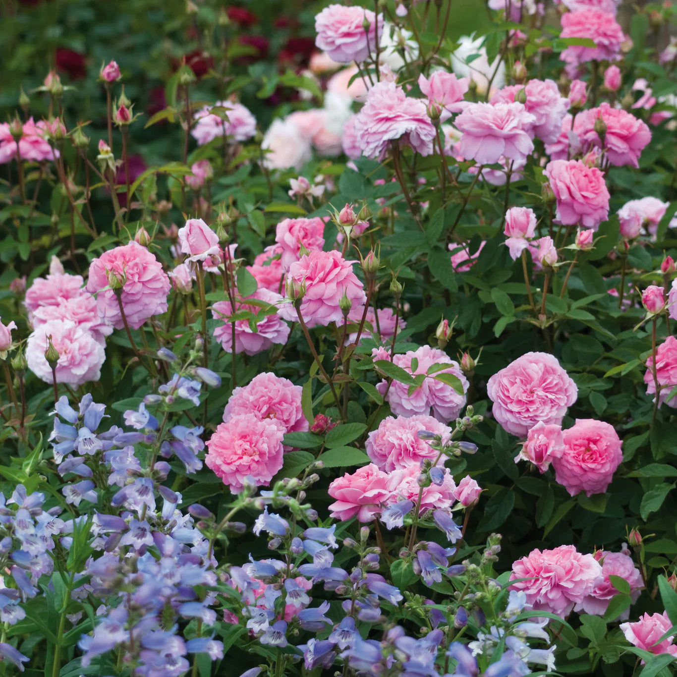 David Austin® The Mayflower® Potted Rose Bush