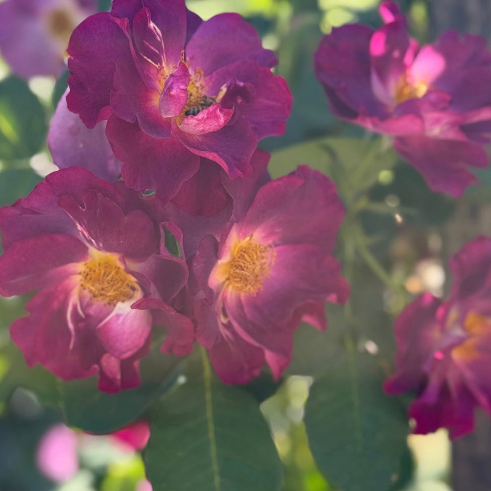 Burgundy Iceberg Potted Rose Bush