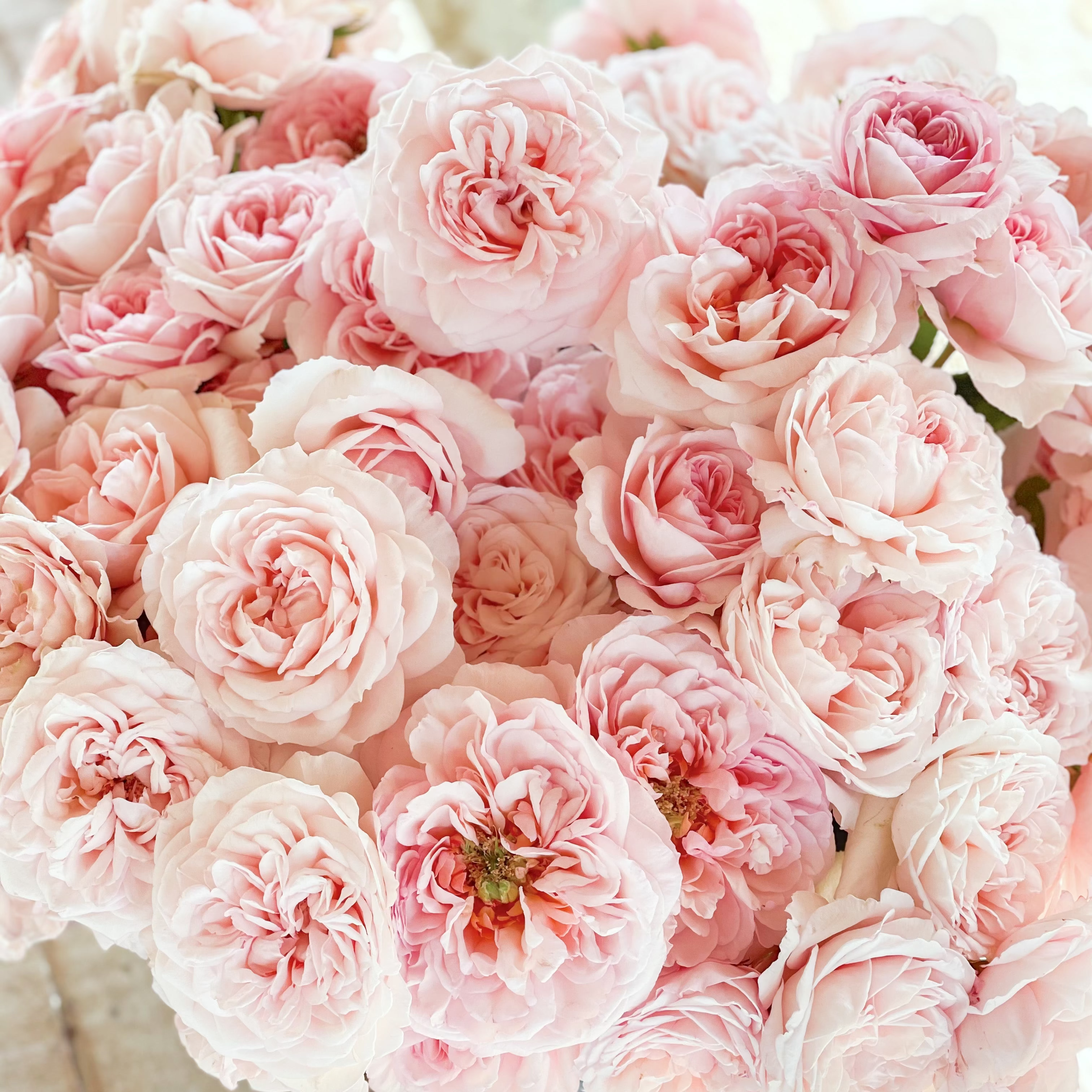 Close-up of a bouquet of pink roses on a wooden surface.