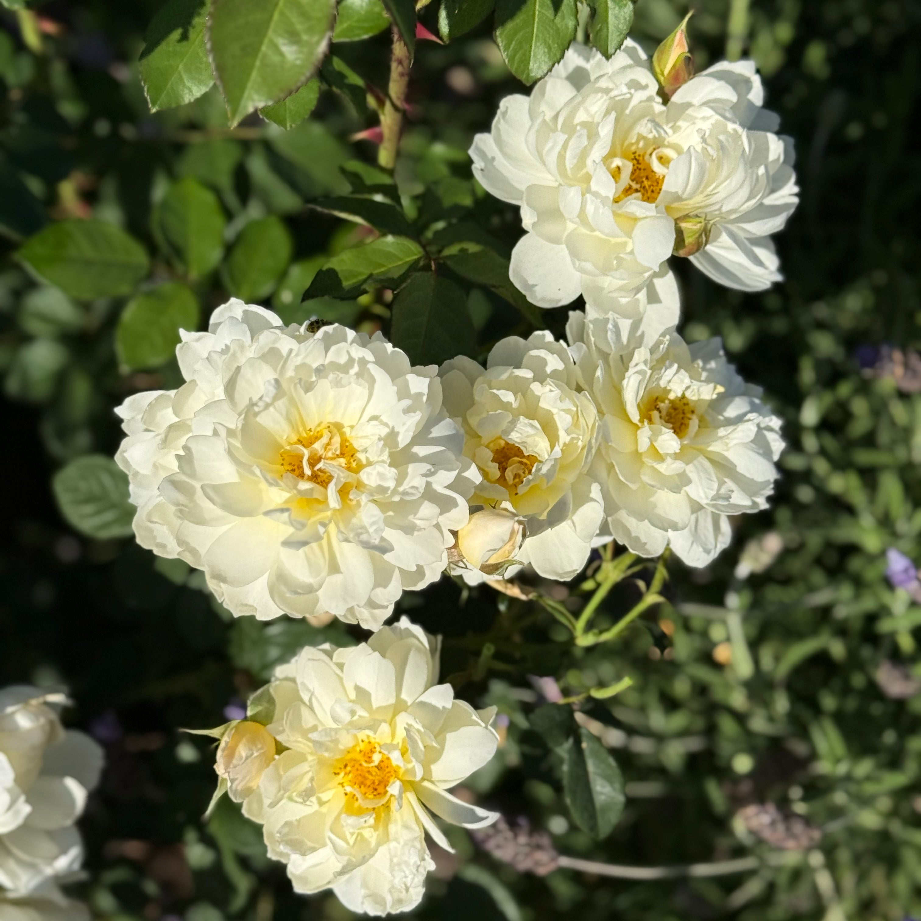 David Austin® Imogen® Potted Rose Bush