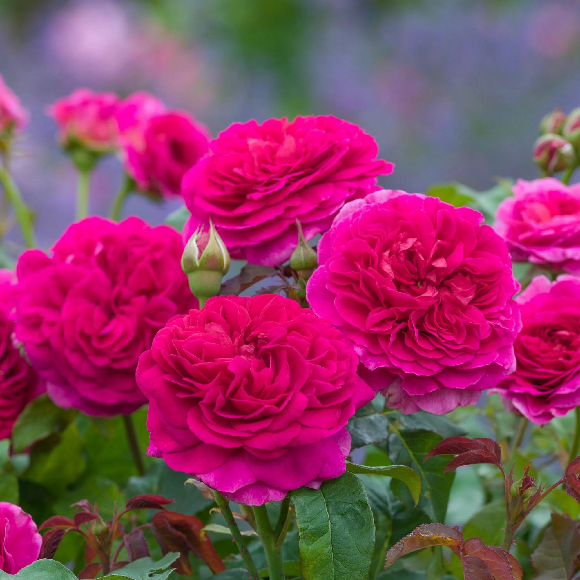 About David Austin® Gabriel Oak® Potted Rose Bush
