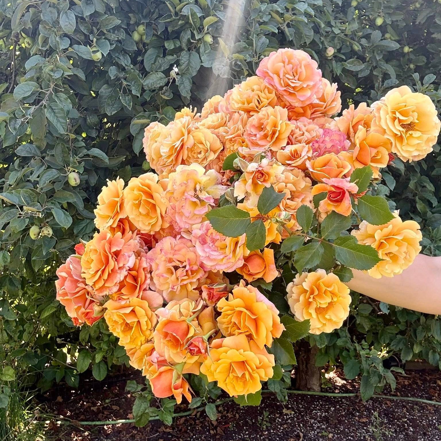 Gold and Great Bare Root Rose Bush