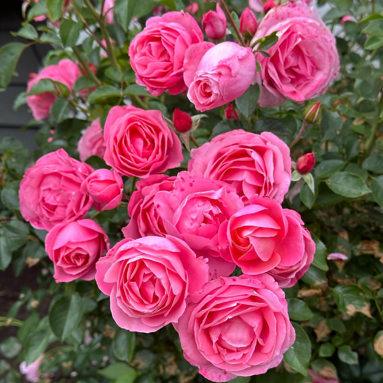 William P.J. McCarthy Bare Root Rose Bush