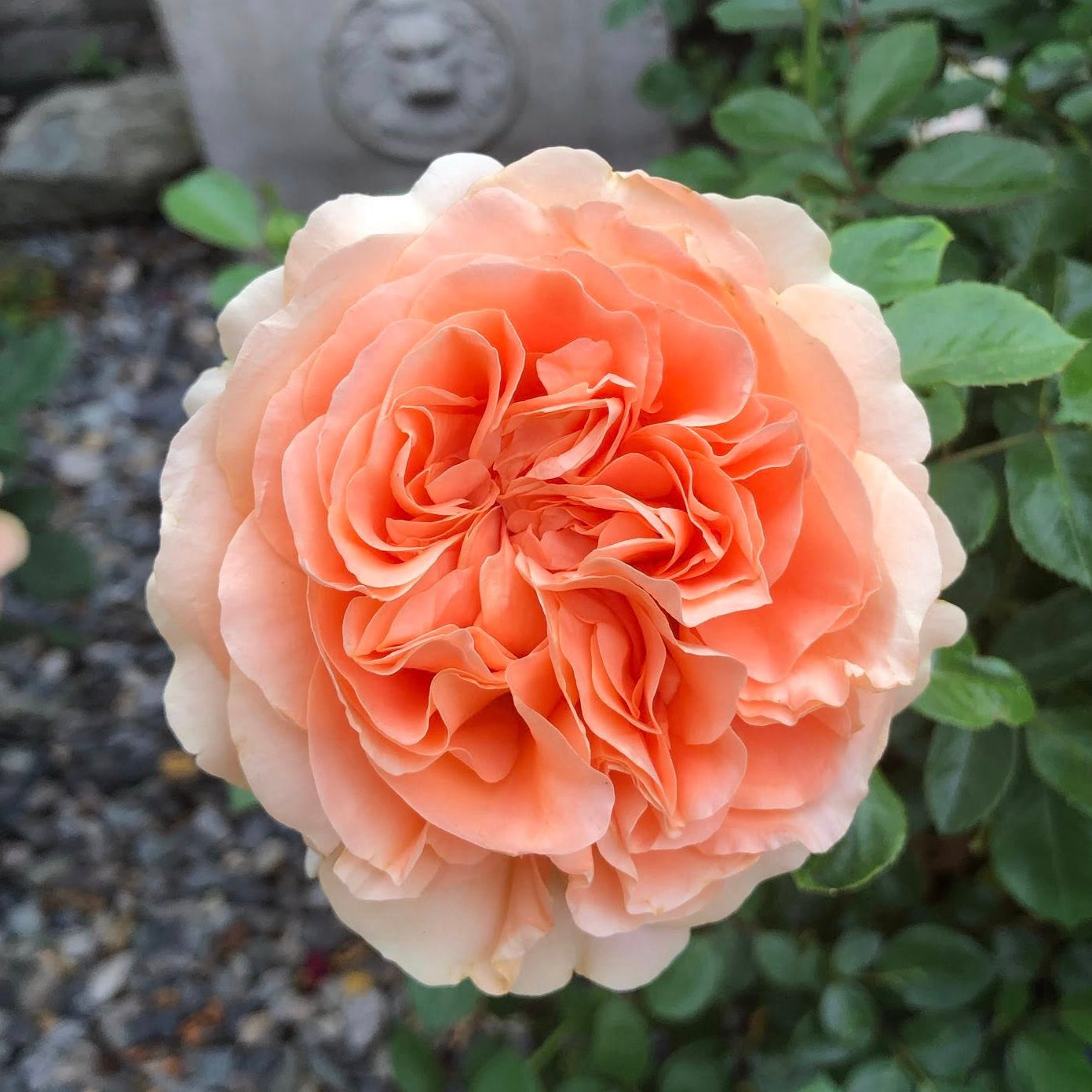 Double Ambre Bare Root Rose Bush