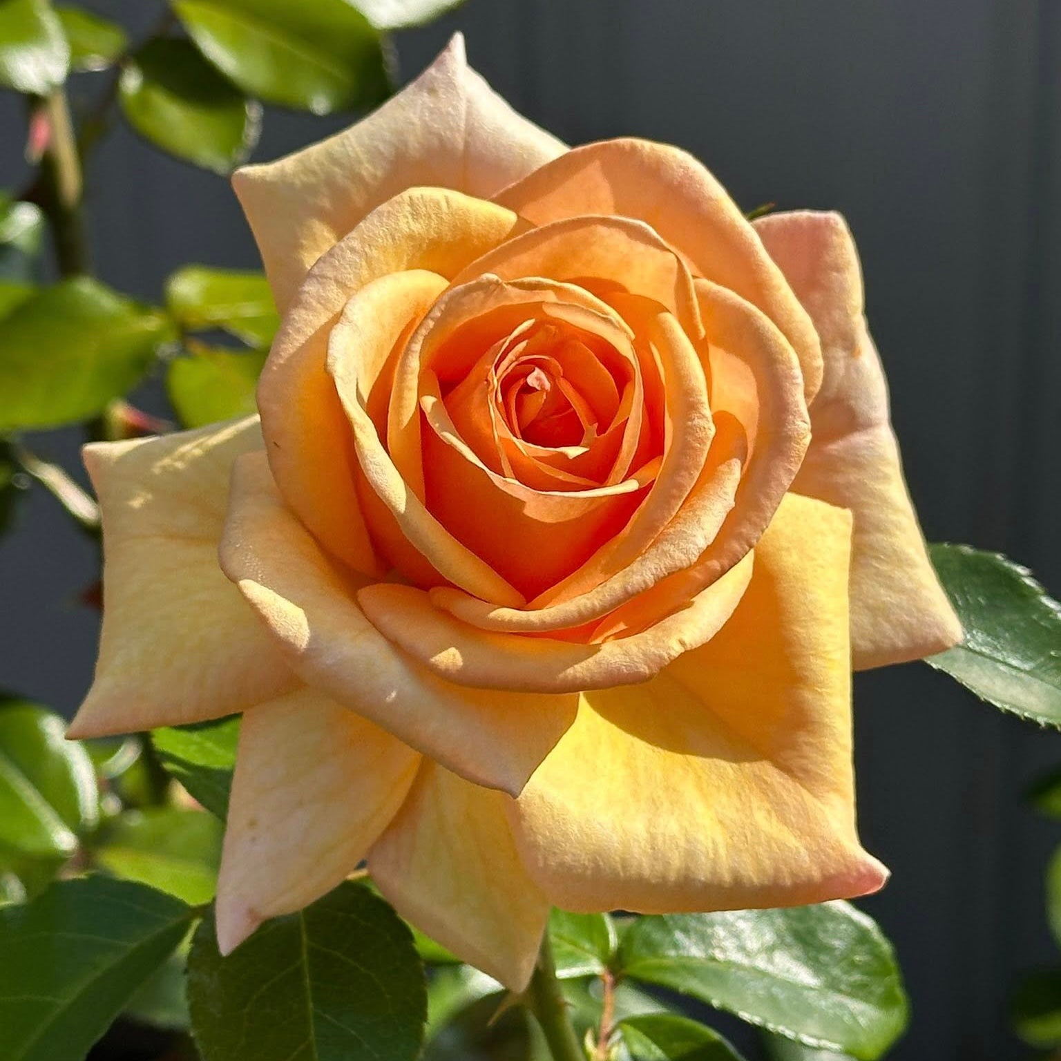 Kencara Sunrise Bare Root Rose Bush