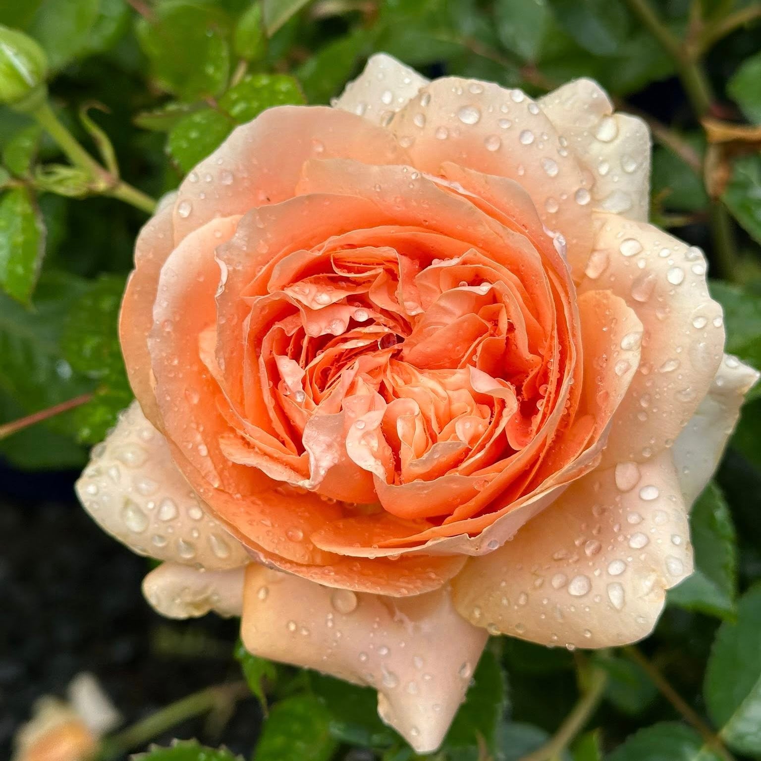 Double Ambre Bare Root Rose Bush