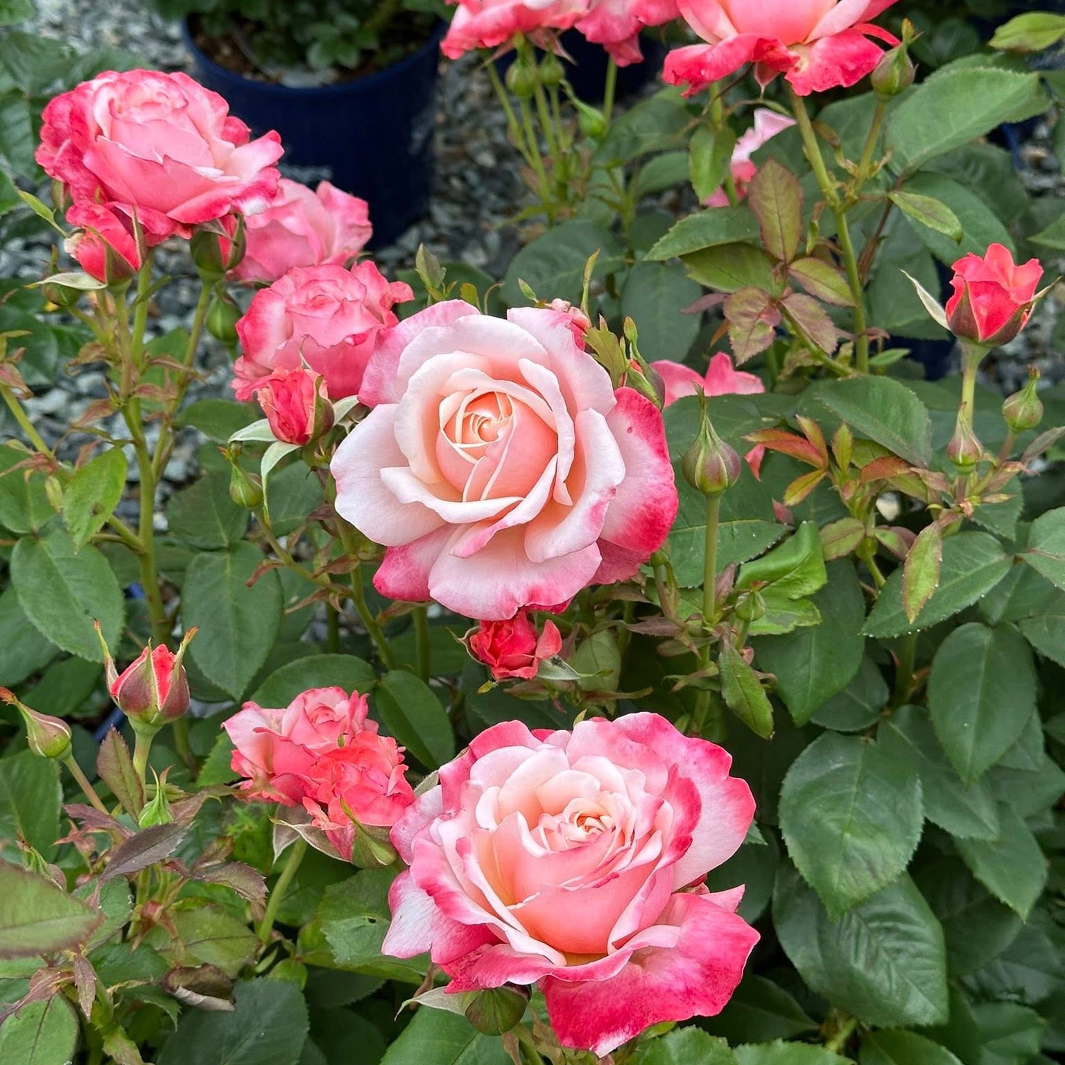 Anne Marie Bare Root Rose Bush