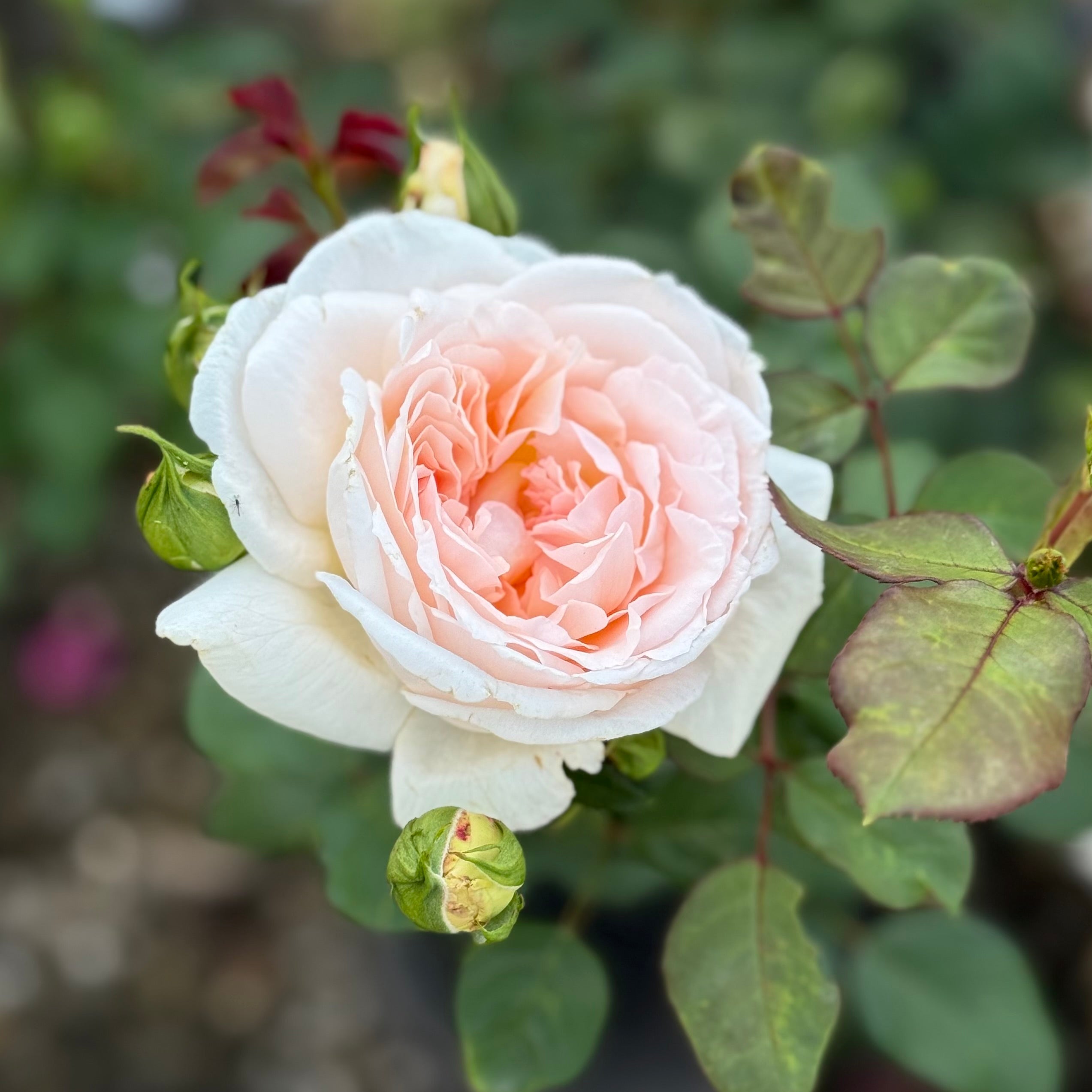 Parfuma® Bliss Potted Rose Bush
