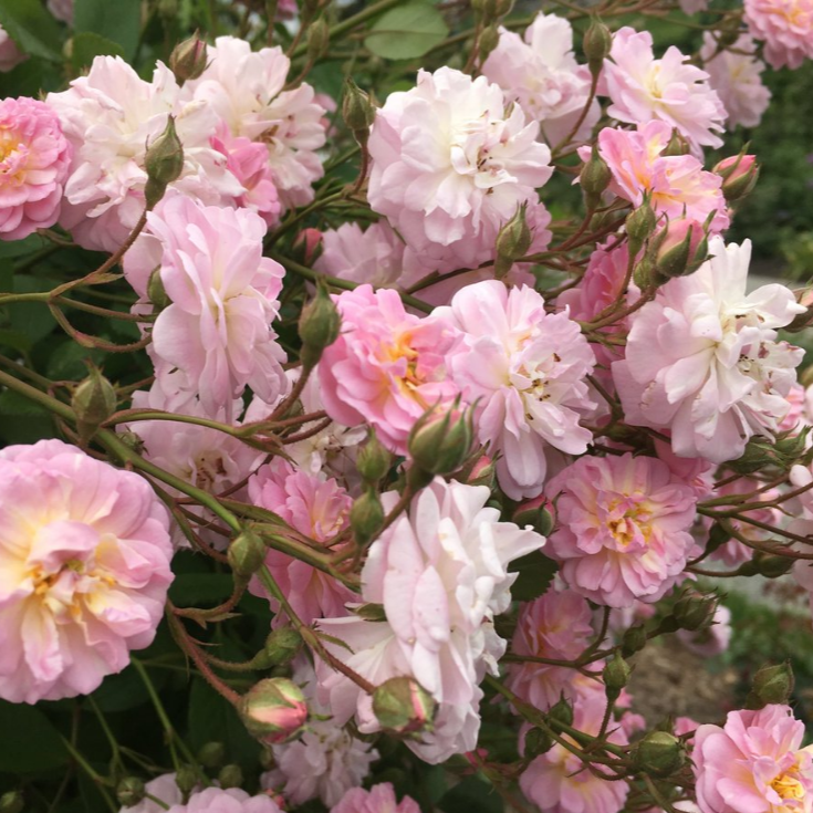 Perfume Breeze™ Climbing Potted Rose