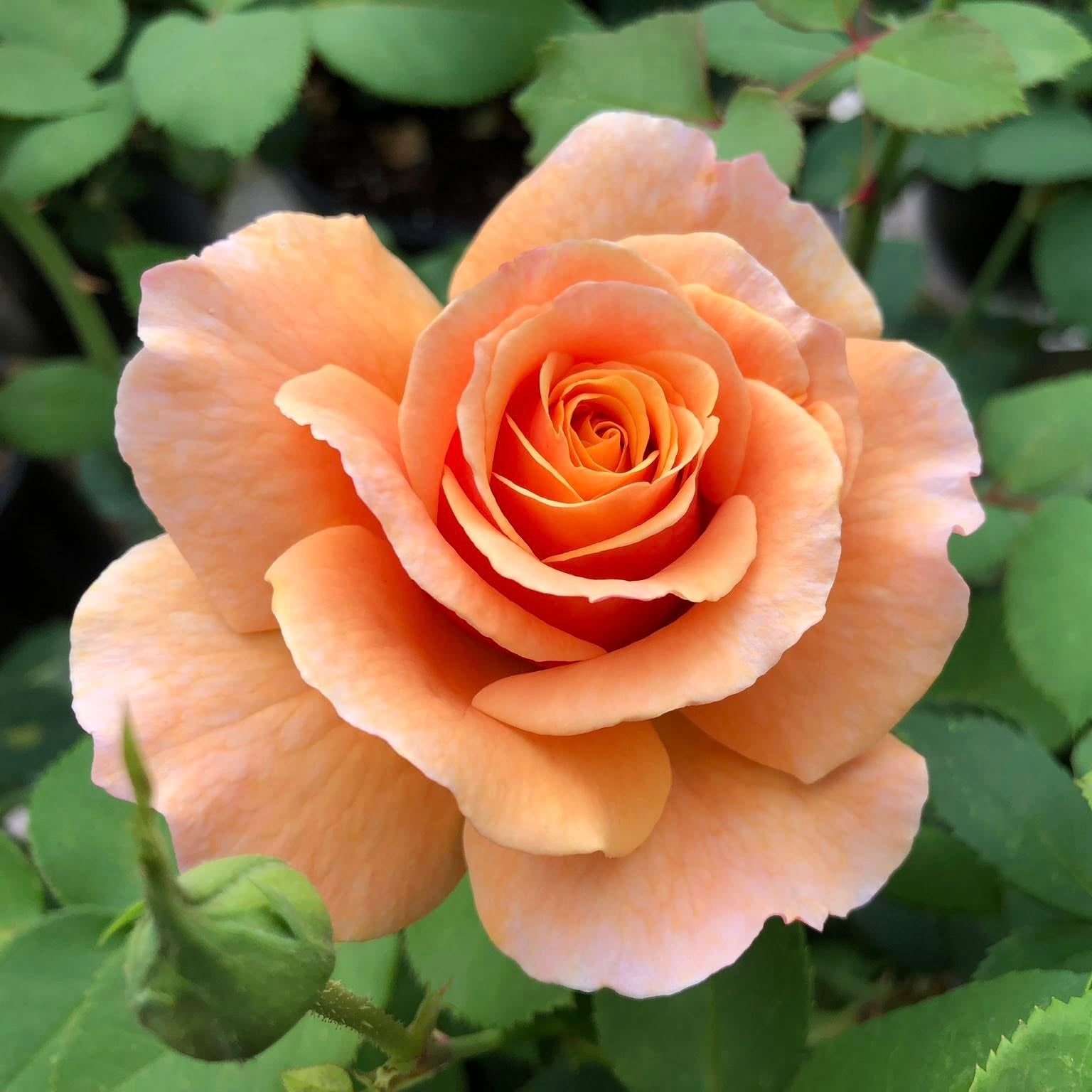 Catherine Hershey™ Potted Rose Bush