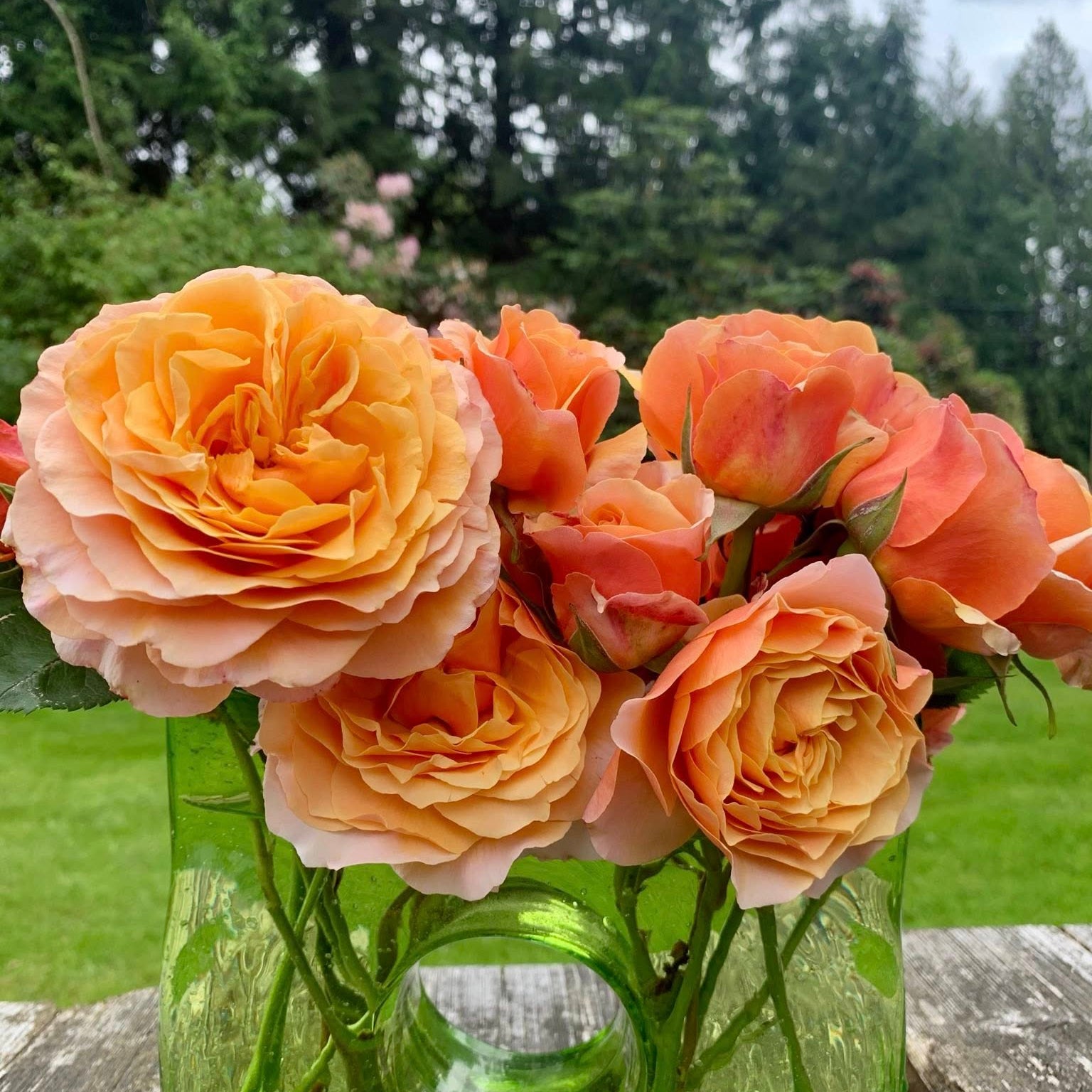 Catherine Hershey™ Bare Root Rose Bush