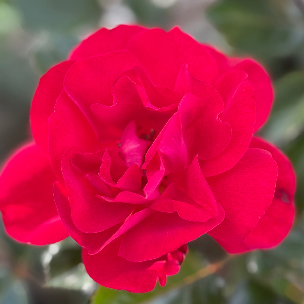 Ruby Ruby™ Bare Root Rose Bush