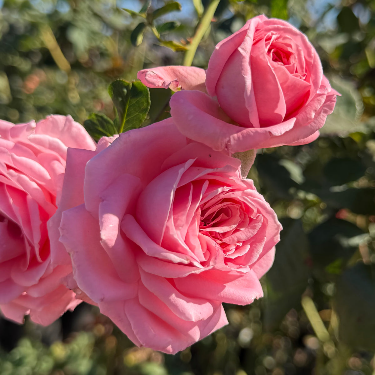 Coral Dawn Potted Rose Bush