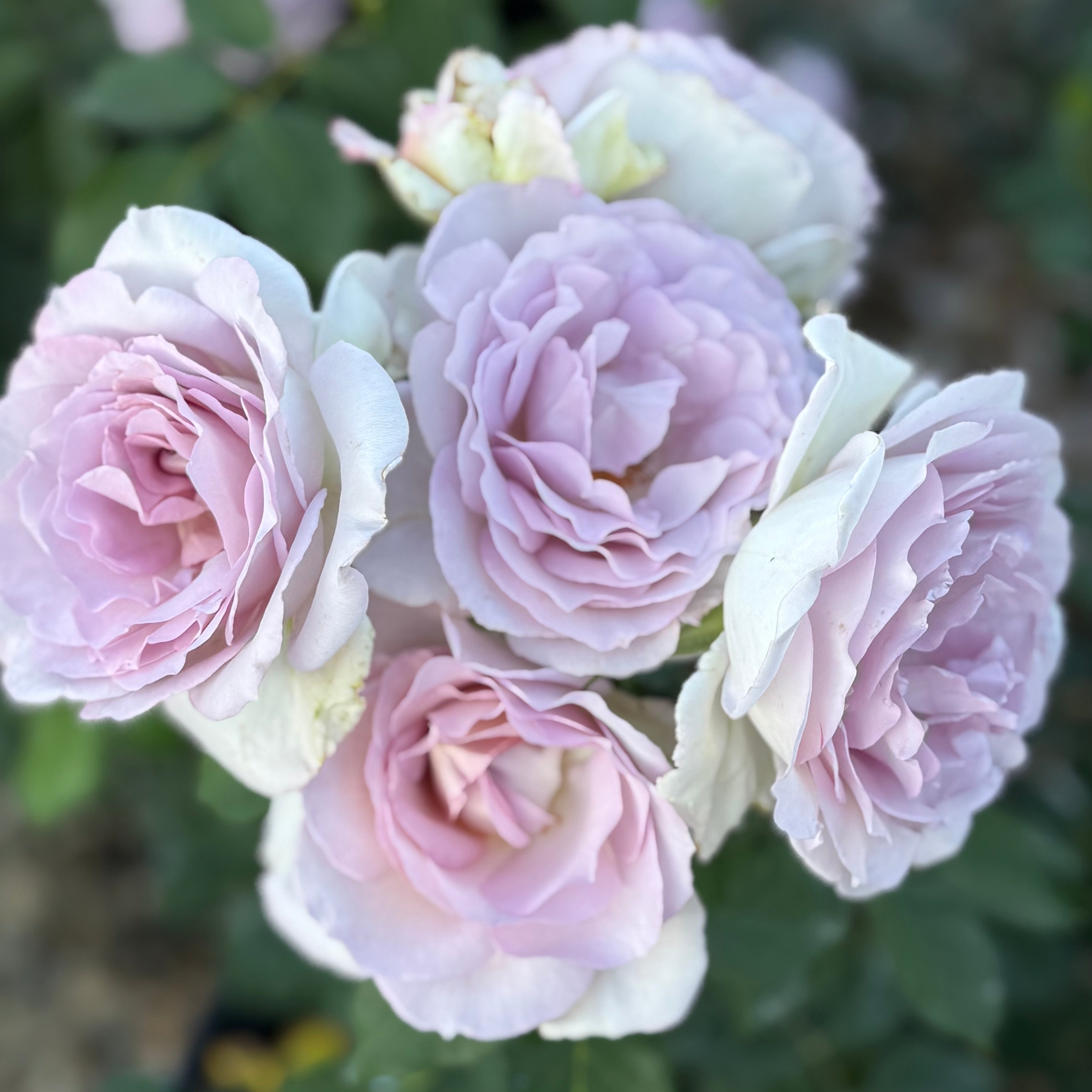 Sterling Silver Potted Rose Bush