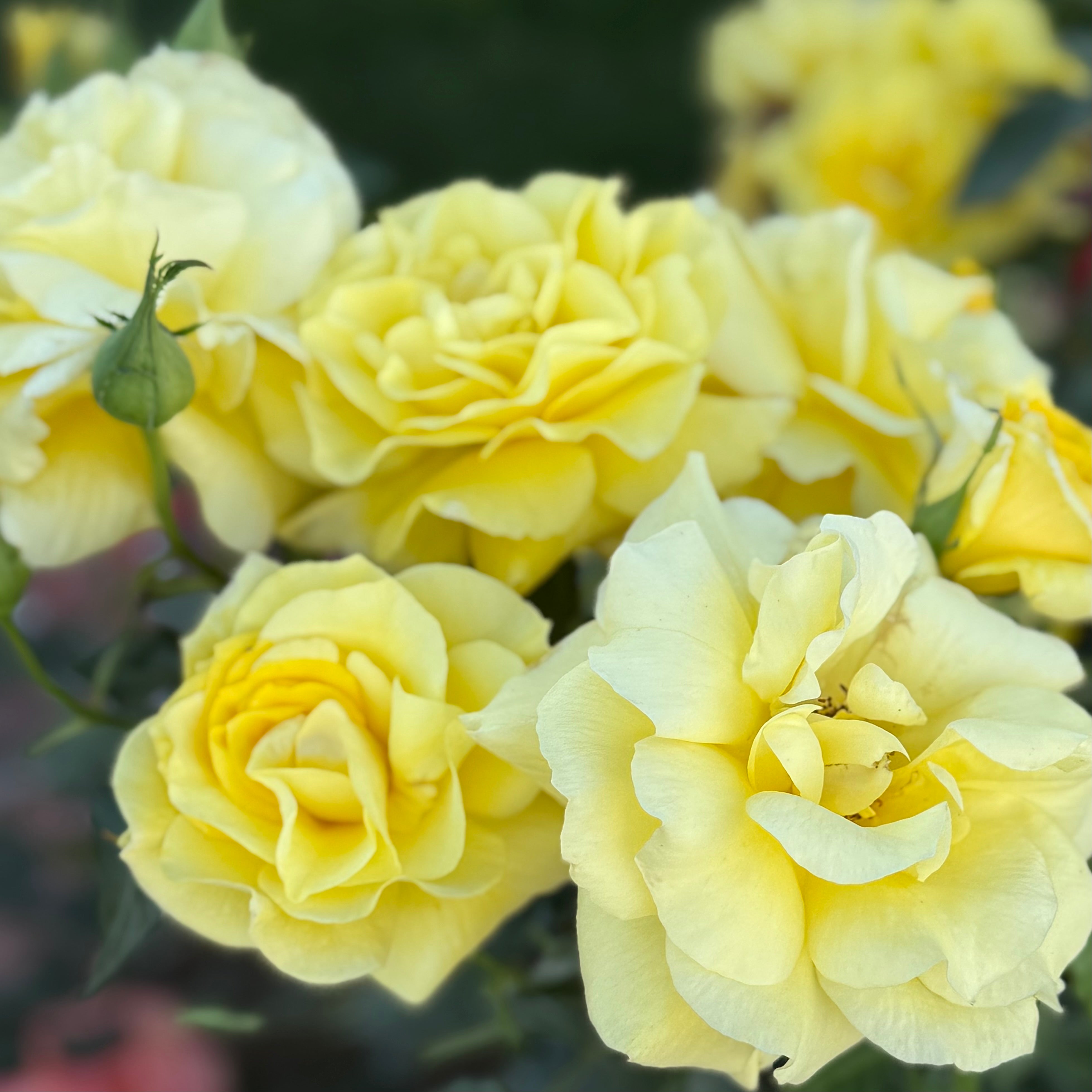 Sunsprite Bare Root Tree Rose