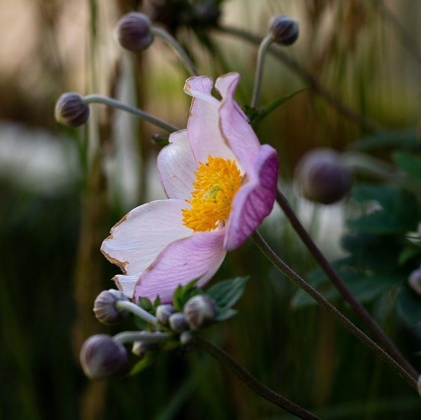 Anemone 'September Charm' Potted Anemone Plant