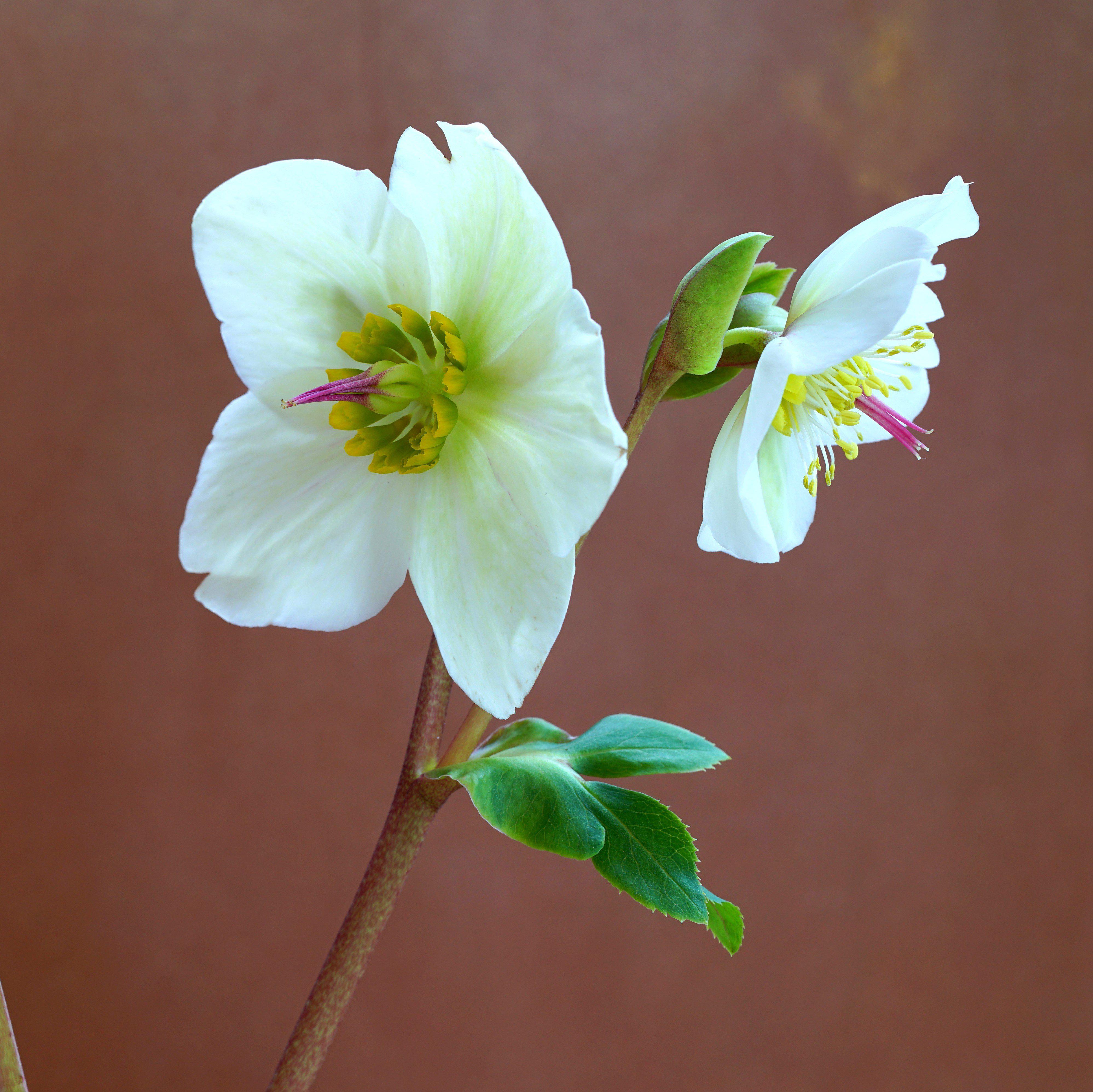 Hellebore FrostKiss® Molly's White Potted Lenten Rose Plant
