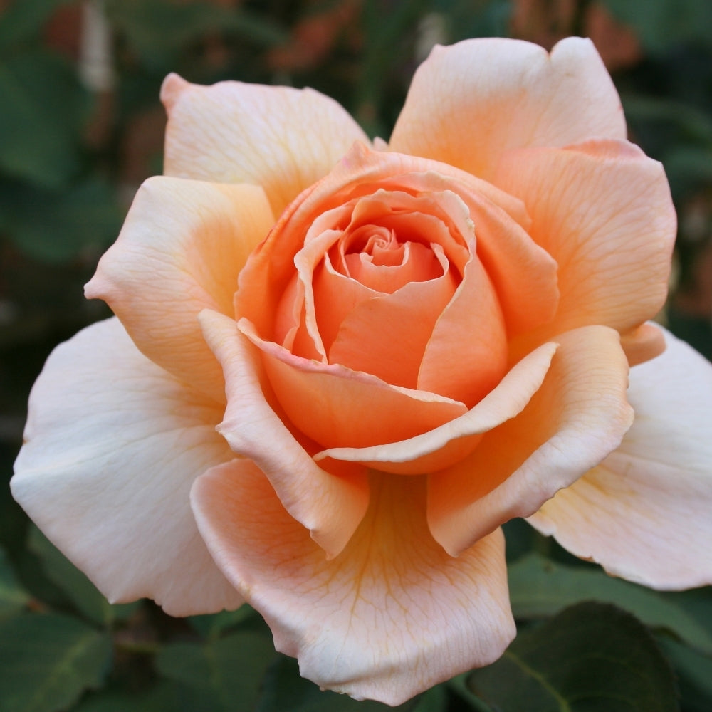 Just Joey Potted Tree Rose