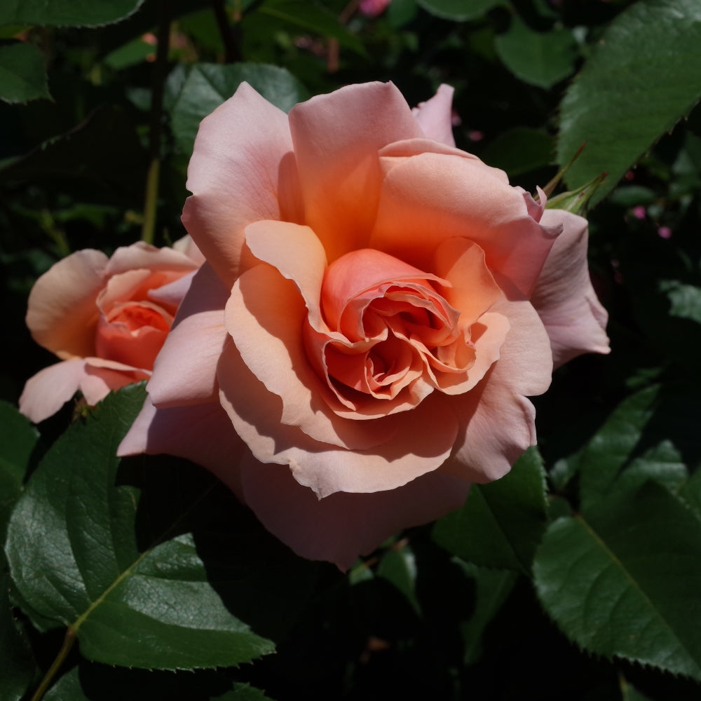 Apricot Candy™ Bare Root Rose Bush