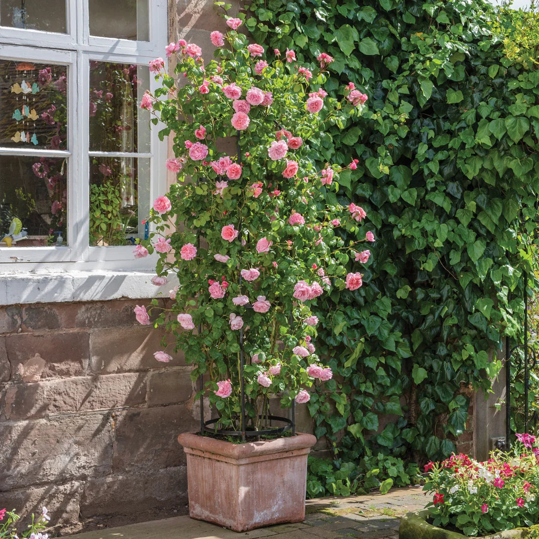 David Austin® Strawberry Hill® Climbing Potted Rose