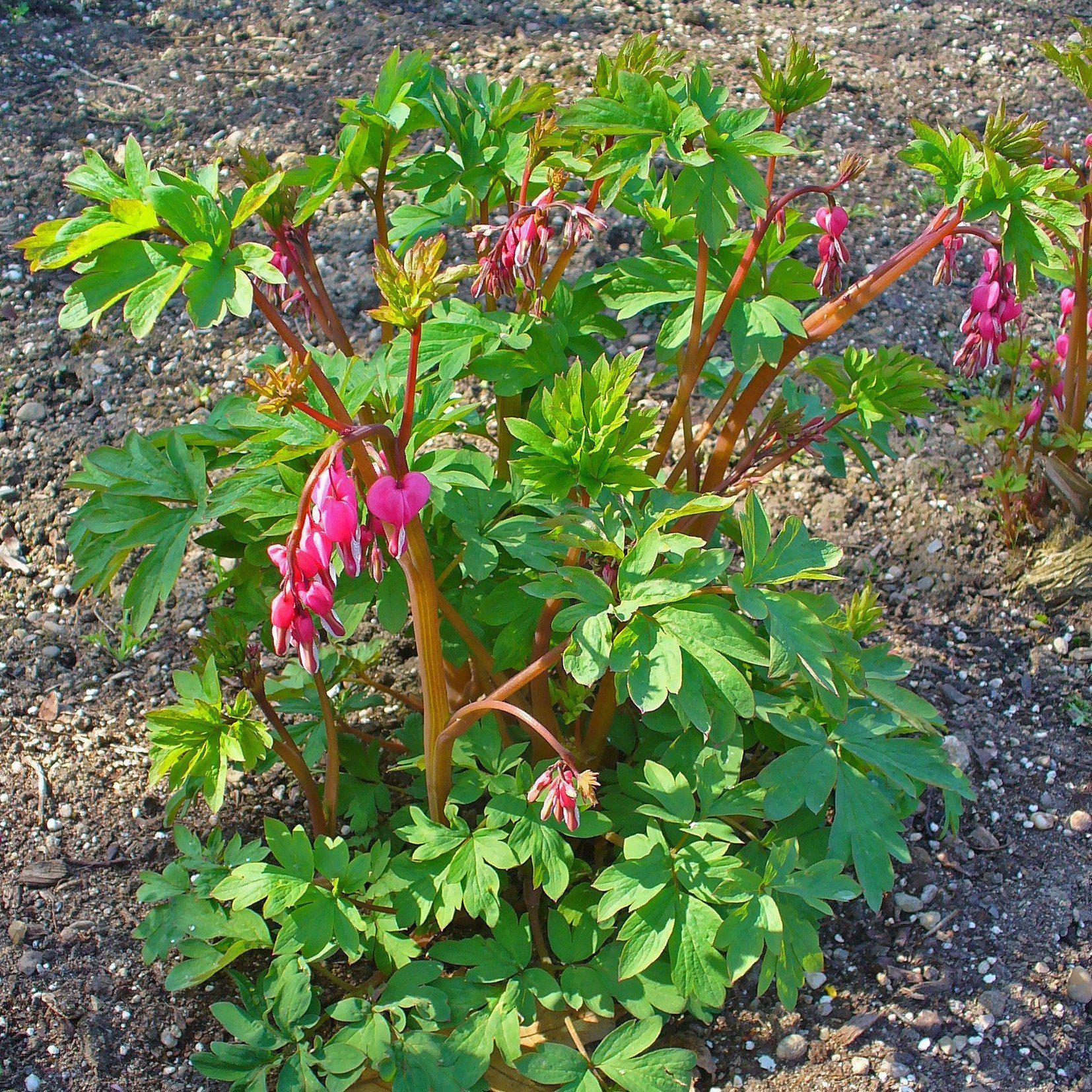 Bleeding Heart Potted Bleeding Heart Plant