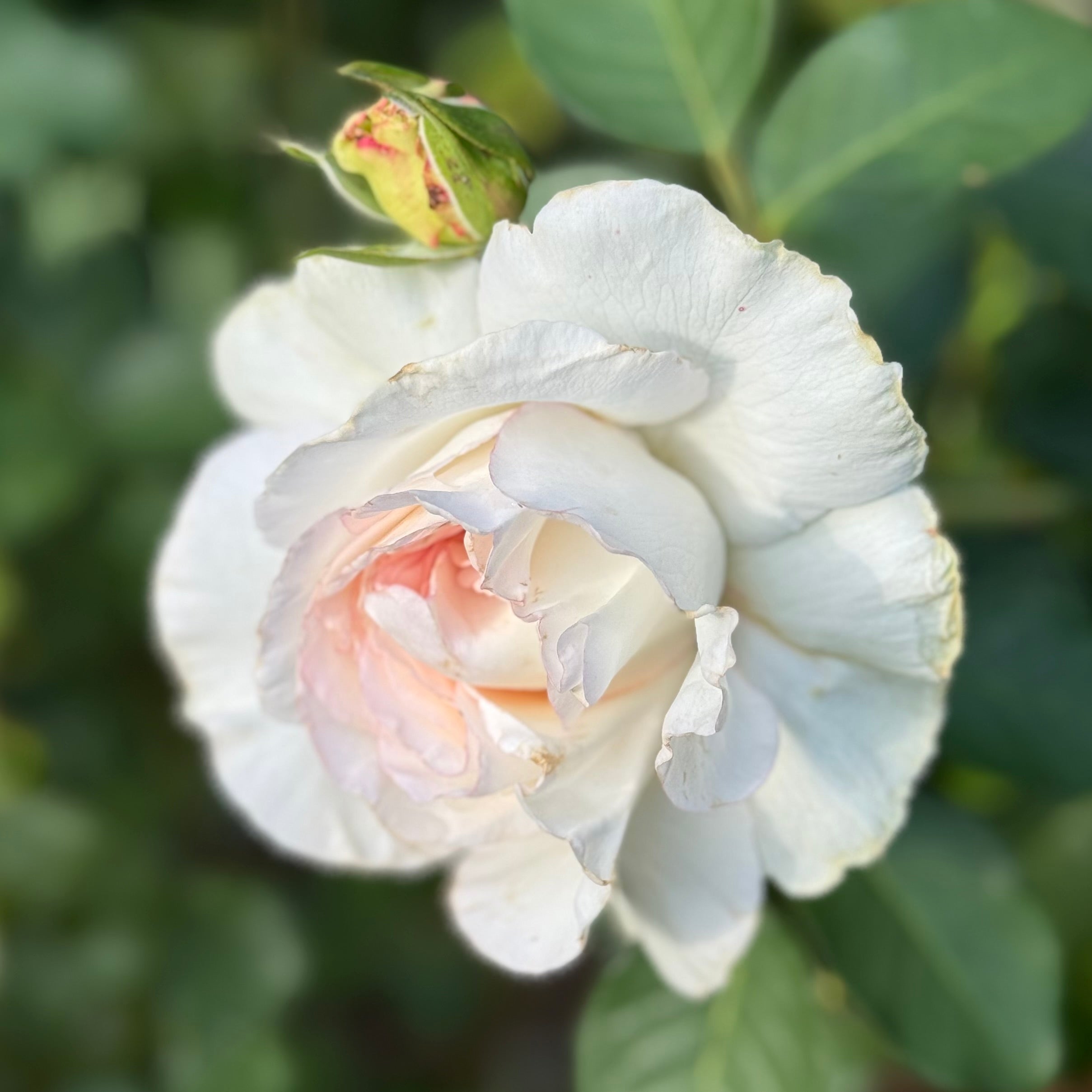 Shirley's Bouquet™ Potted Rose Bush
