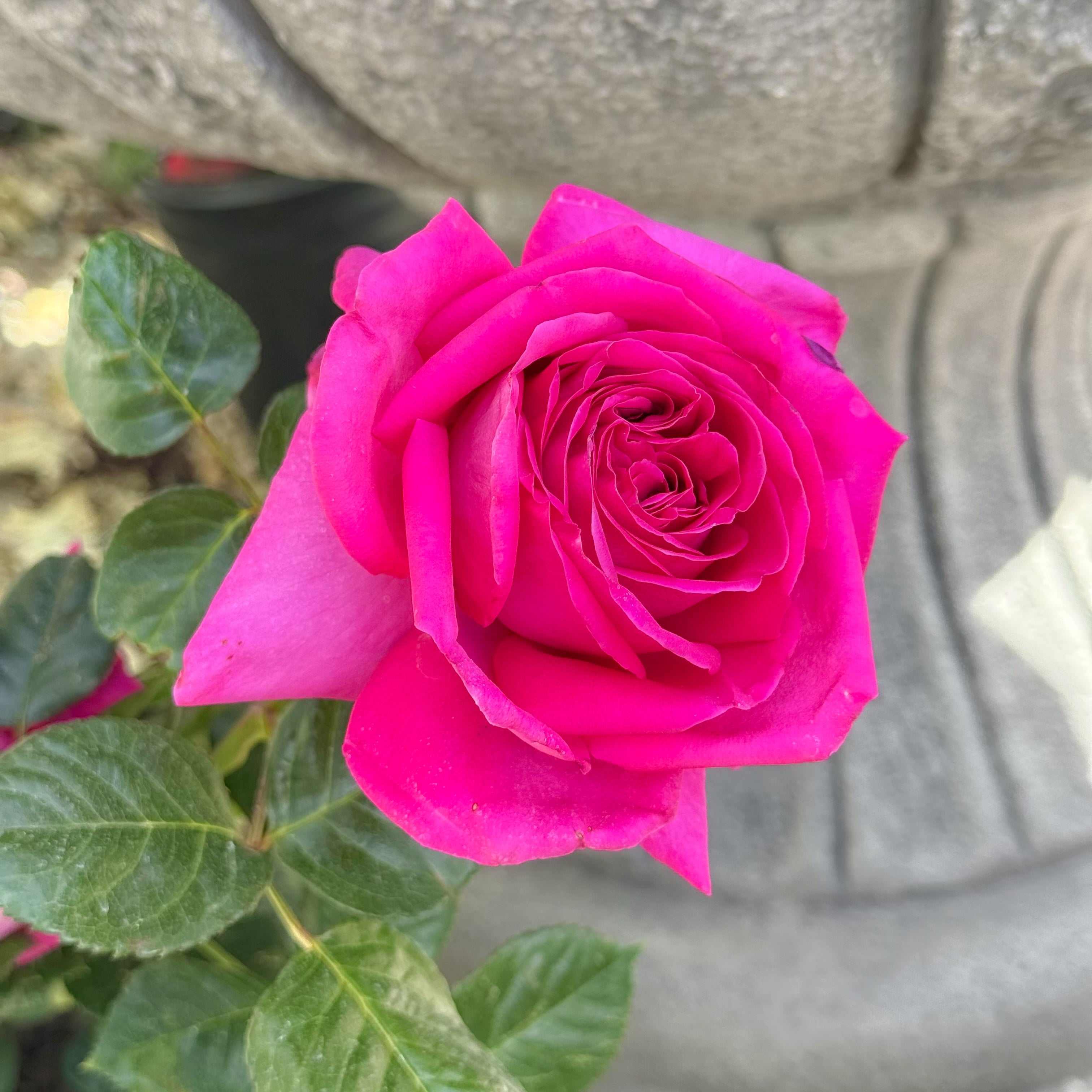 Nothing But Class Bare Root Rose Bush