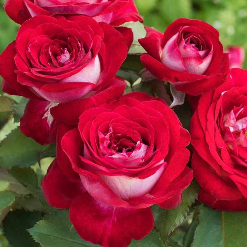 Love at First Sight™ Potted Rose Bush