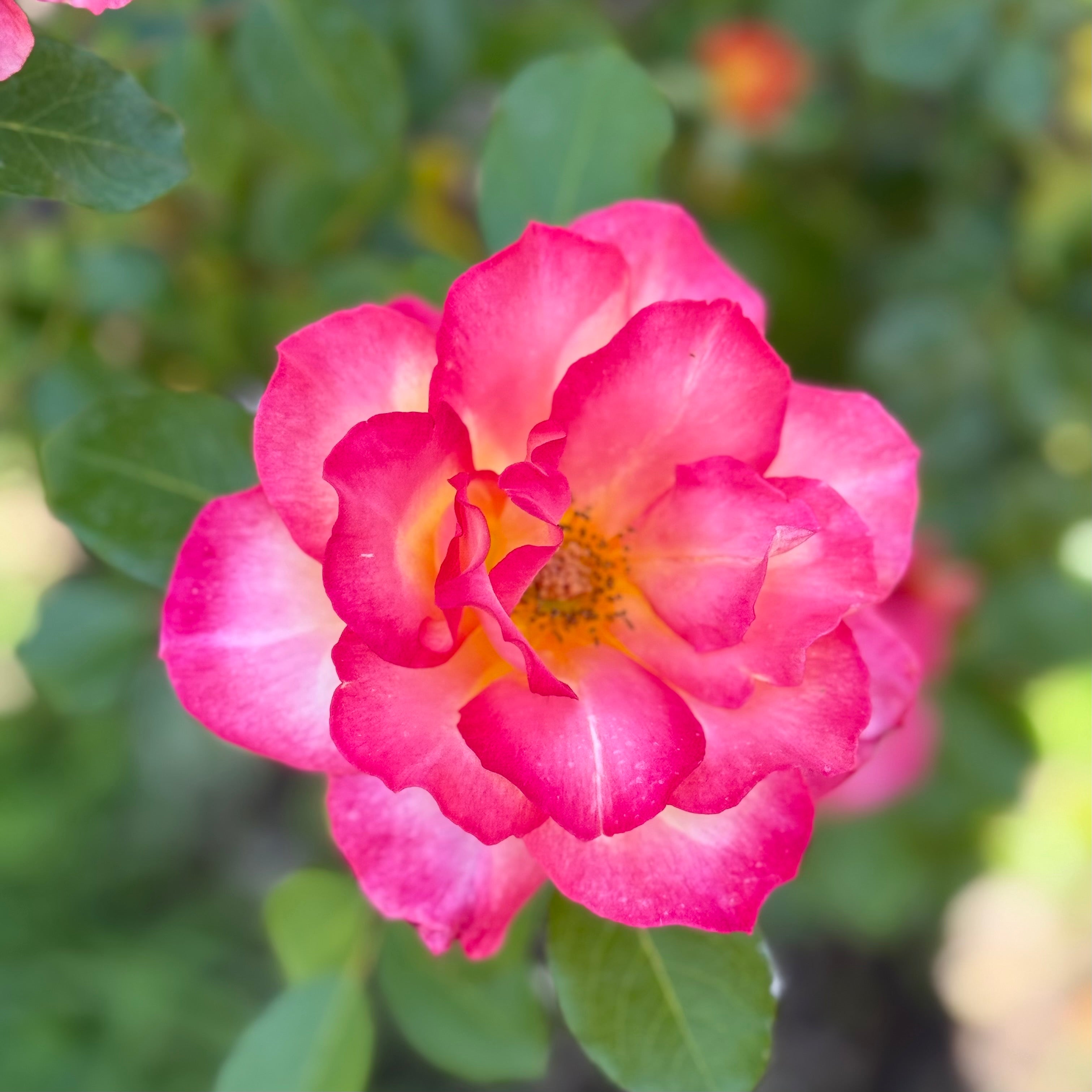 Rainbow Sorbet™ Potted Rose Bush