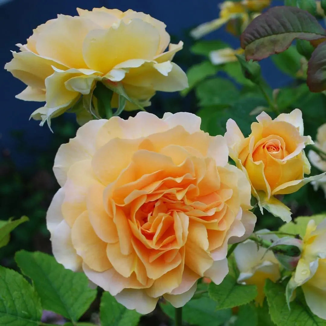 Honey Perfume™ Potted Rose Bush