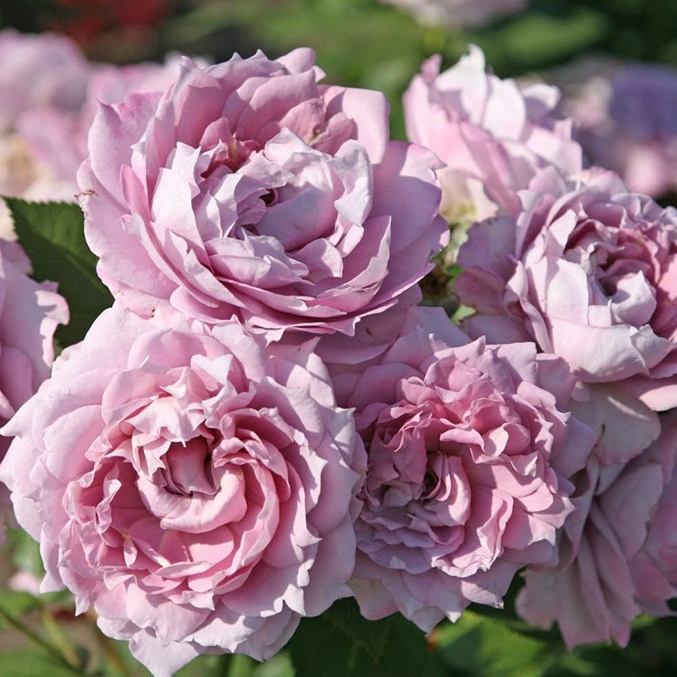 Poseidon™ Bare Root Rose Bush