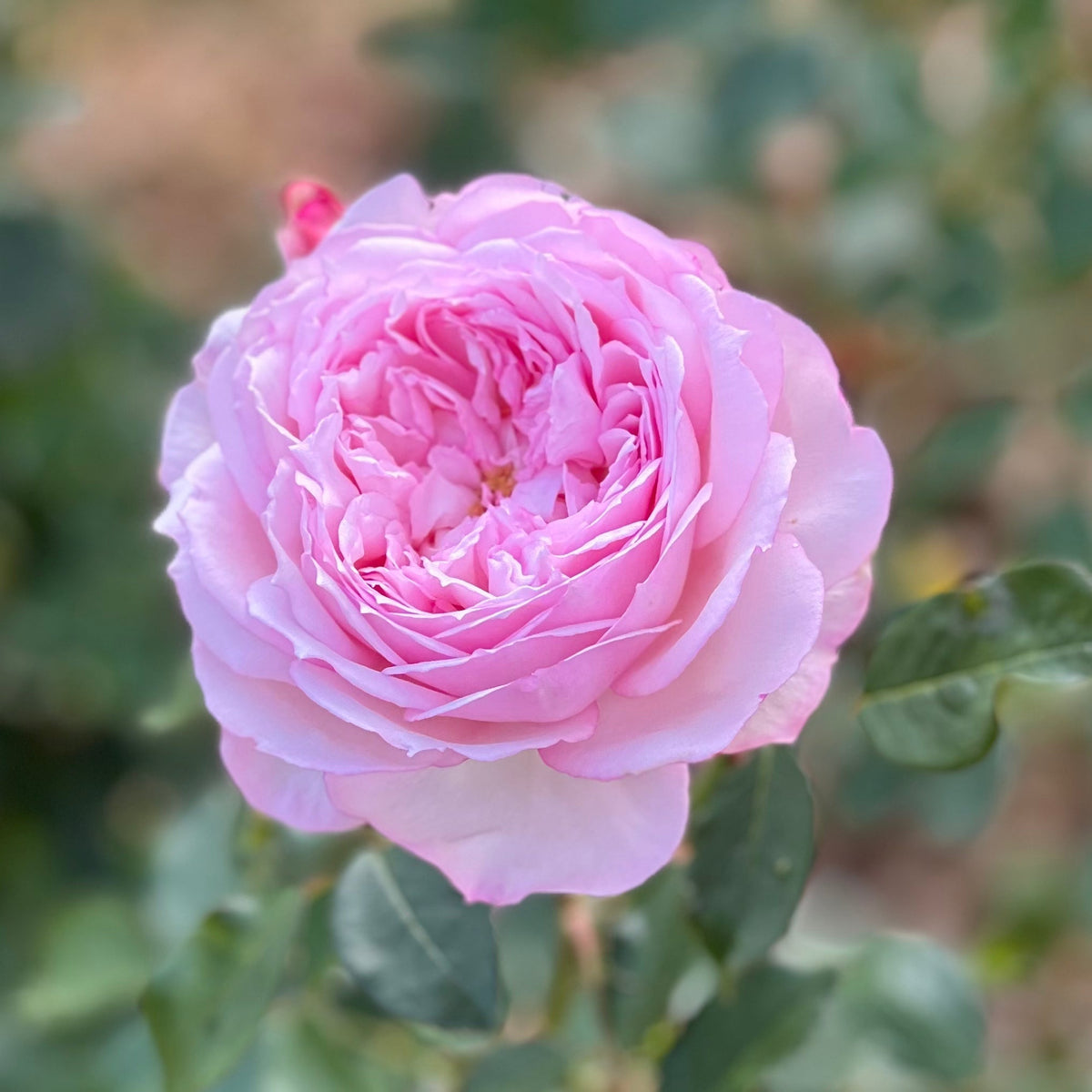 FLASH SALE - 2 Pack David Austin® The Alnwick® & Sophy's Rose Potted Rose Bushes