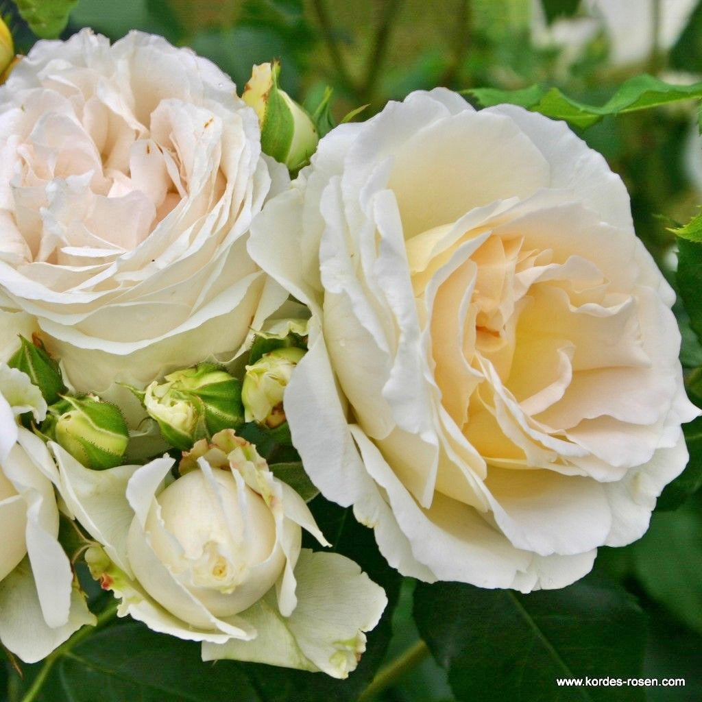 Fairytale Roses® Kosmos® Bare Root Rose Bush