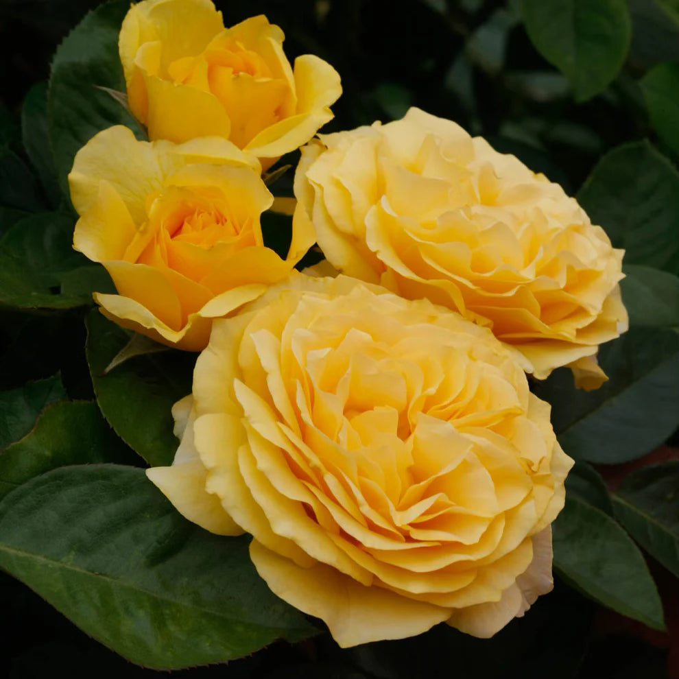 Doris Day Bare Root Tree Rose