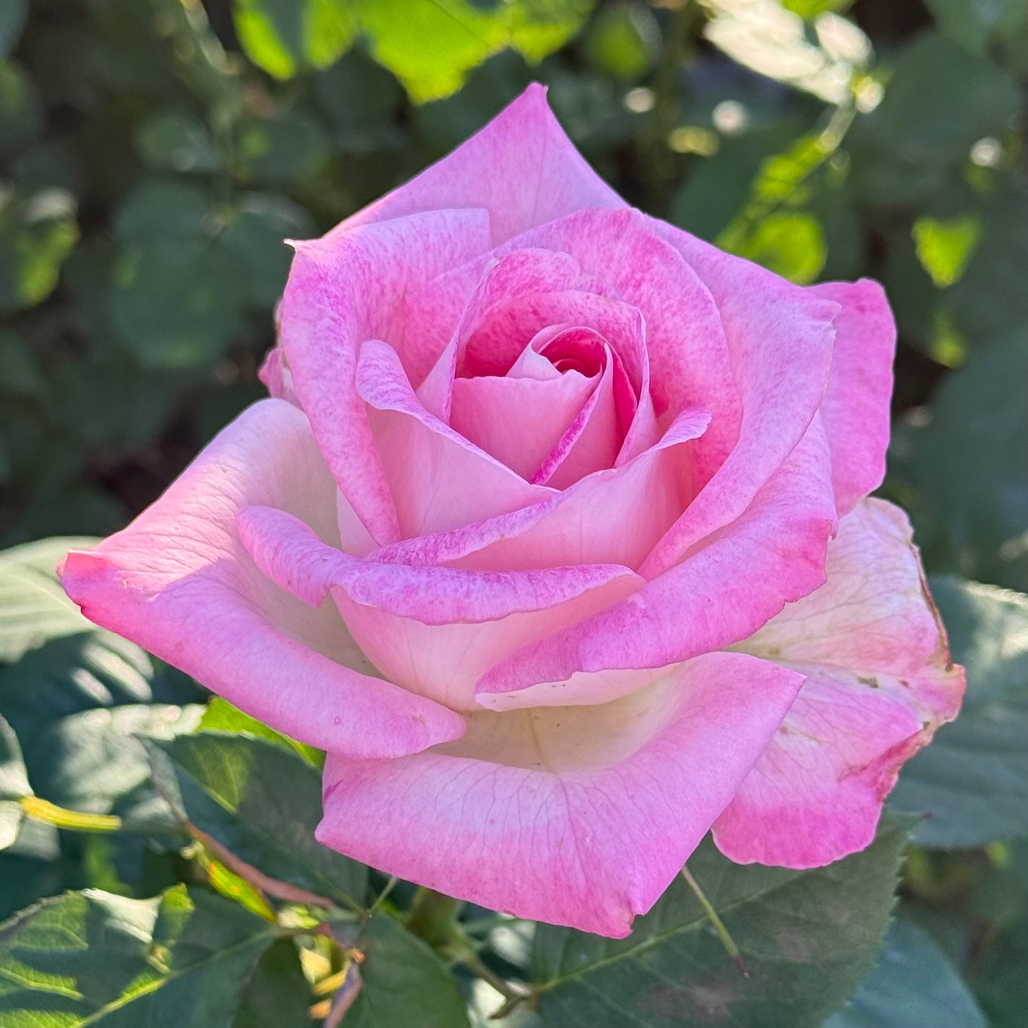 Painted Porcelain™ Potted Rose Bush