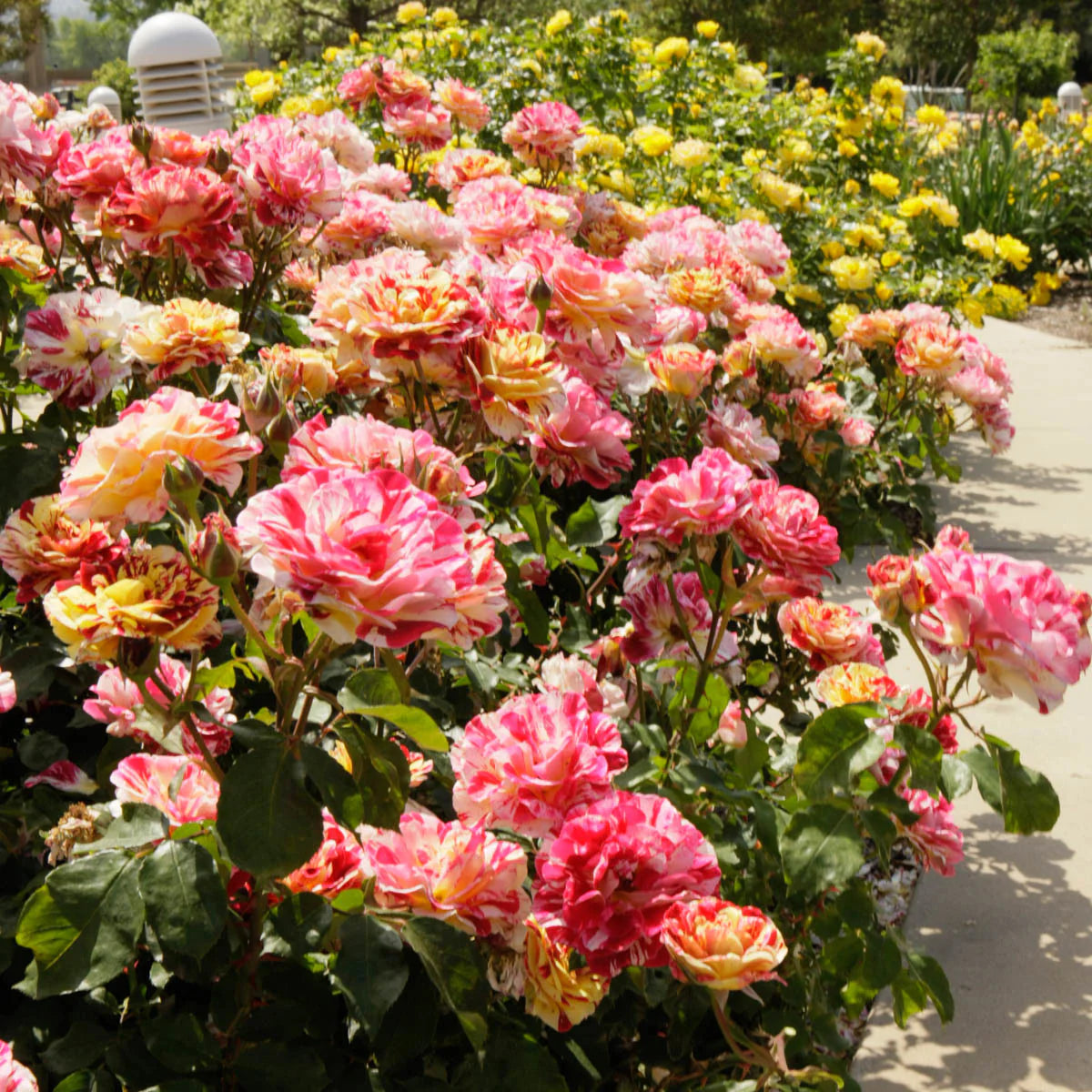 George Burns Bare Root Rose Bush