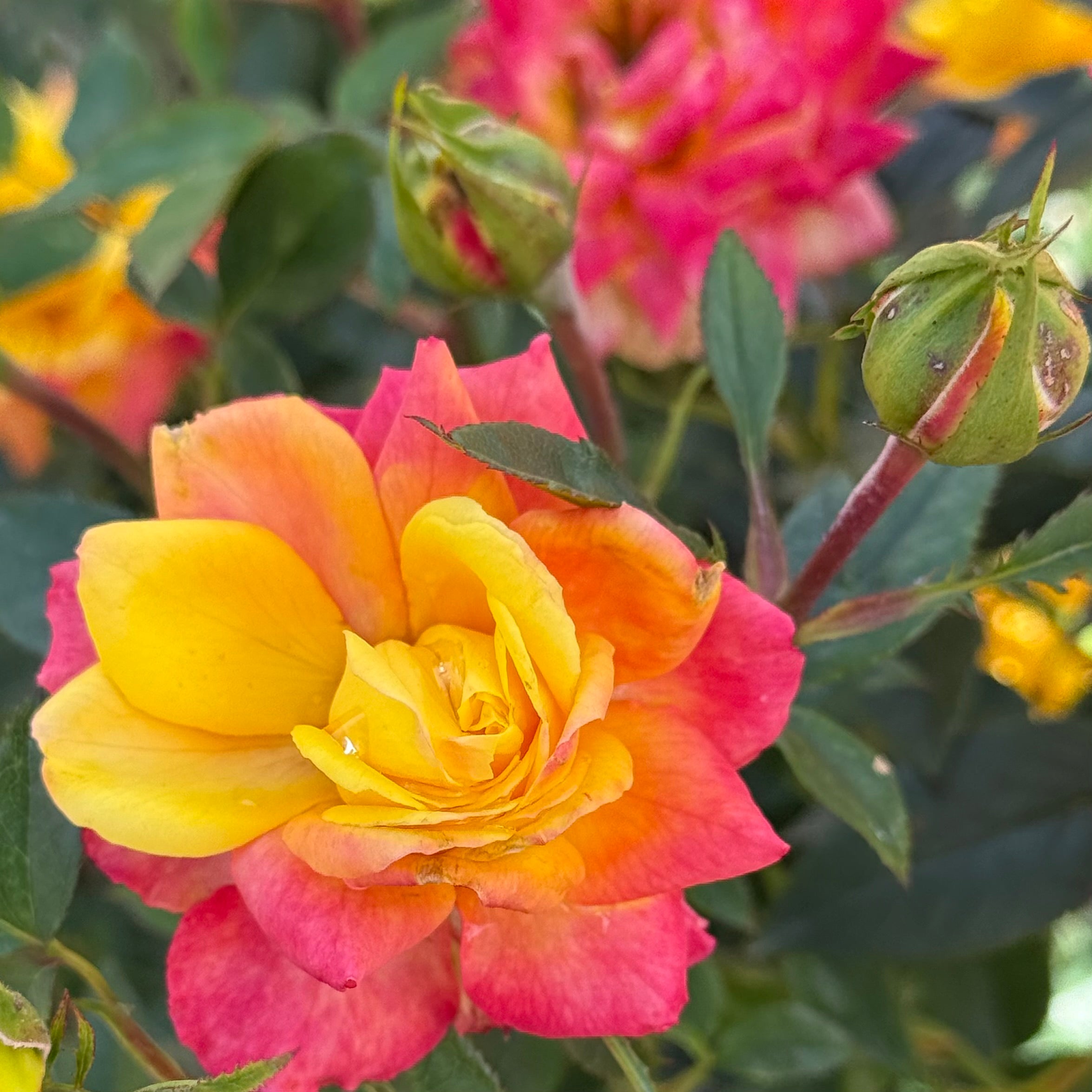 Rainbows End Potted Climbing Rose