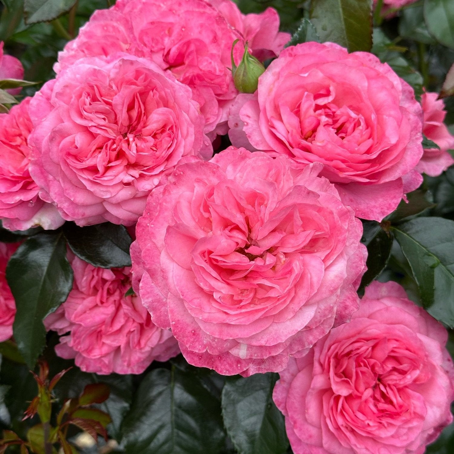 Leap of Faith™ Potted Rose Bush