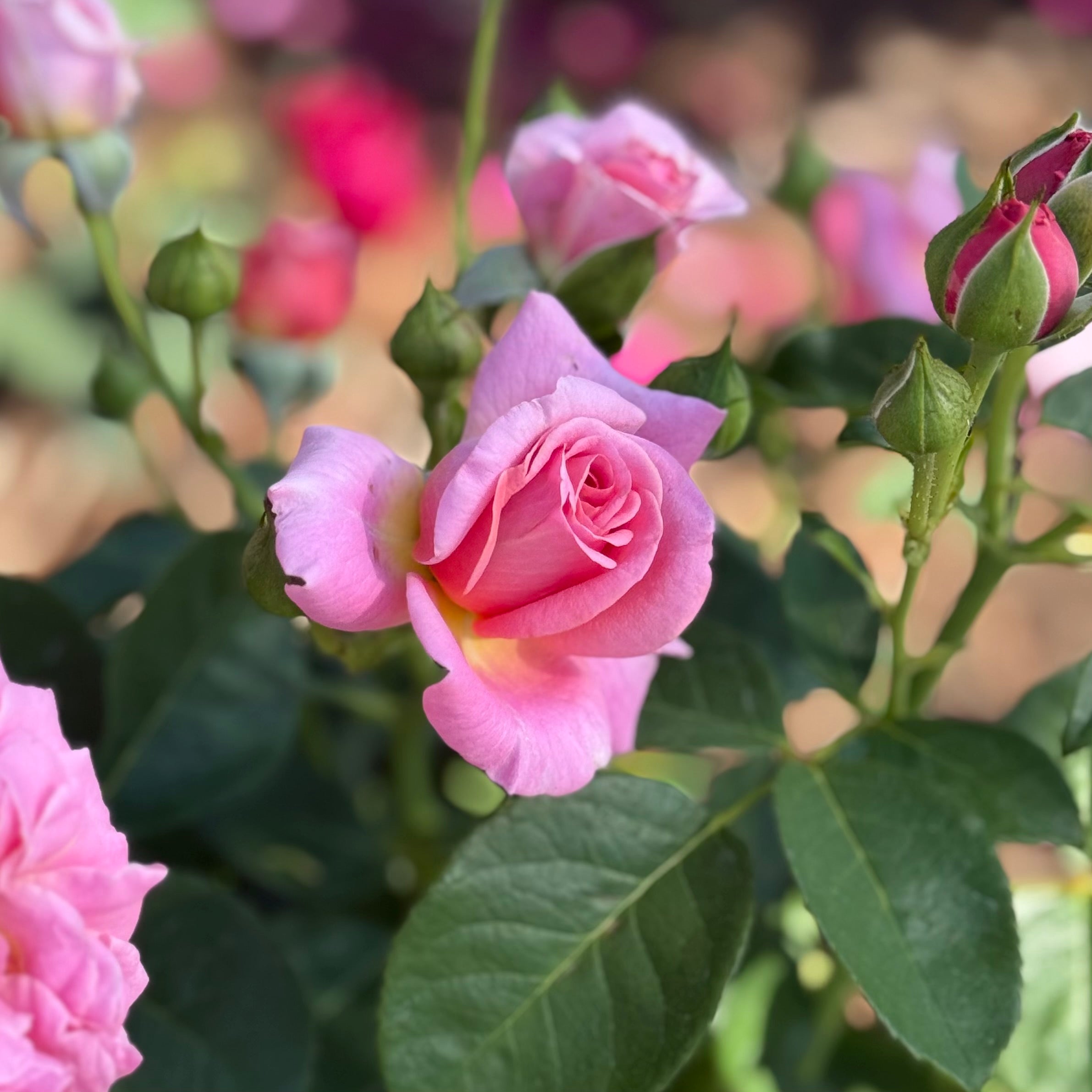 Time After Time™ Bare Root Rose Bush
