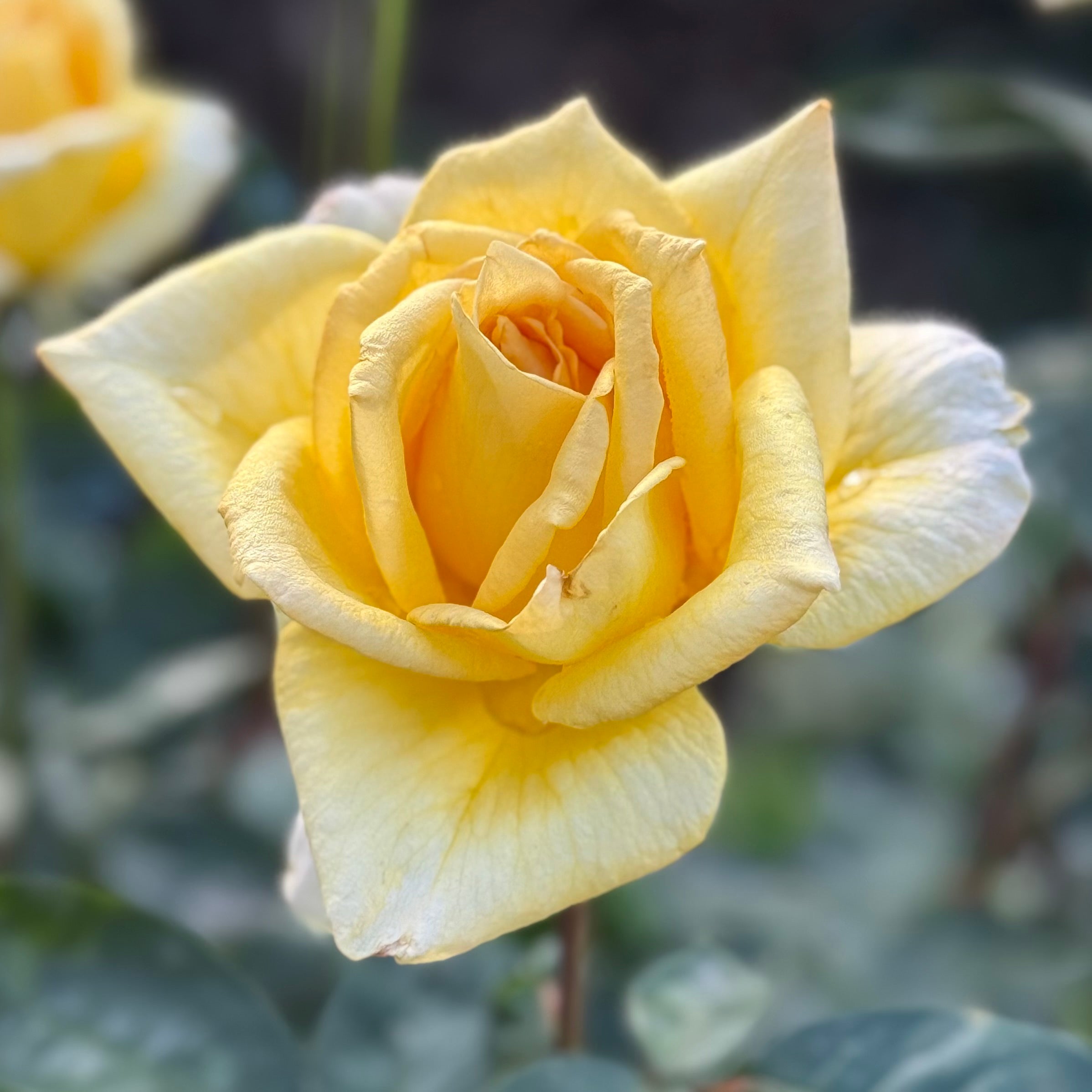 Oregold Potted Tree Rose